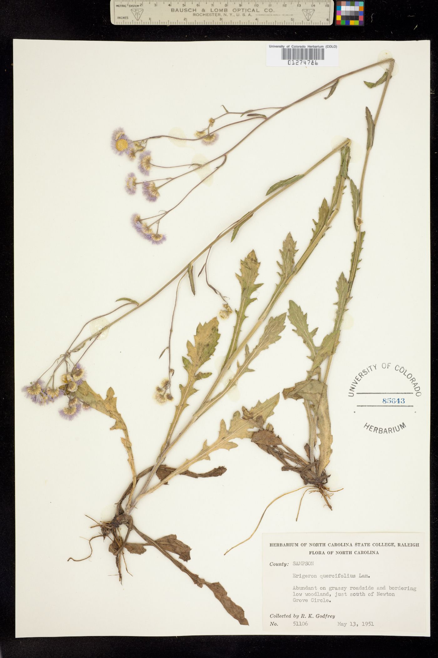 Erigeron quercifolius image