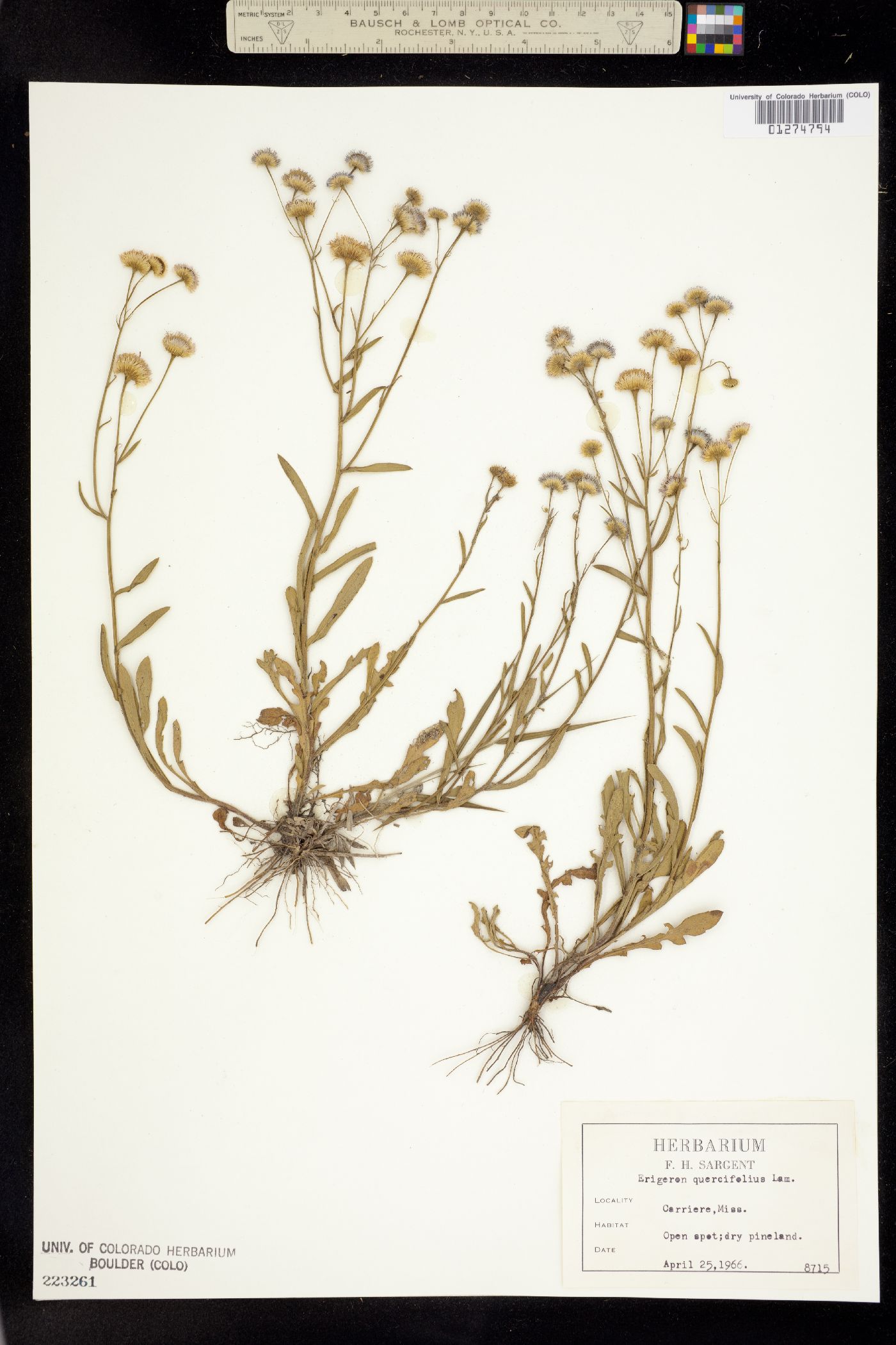 Erigeron quercifolius image