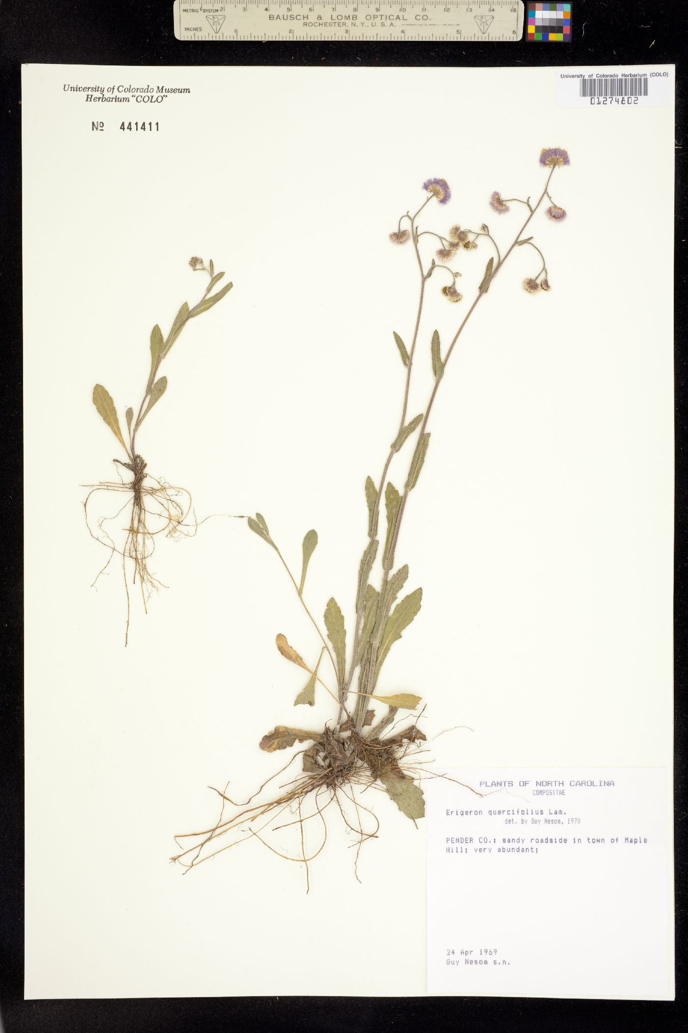 Erigeron quercifolius image