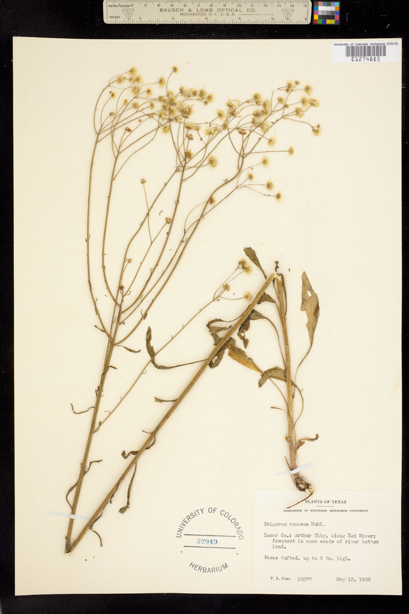 Erigeron ramosus image