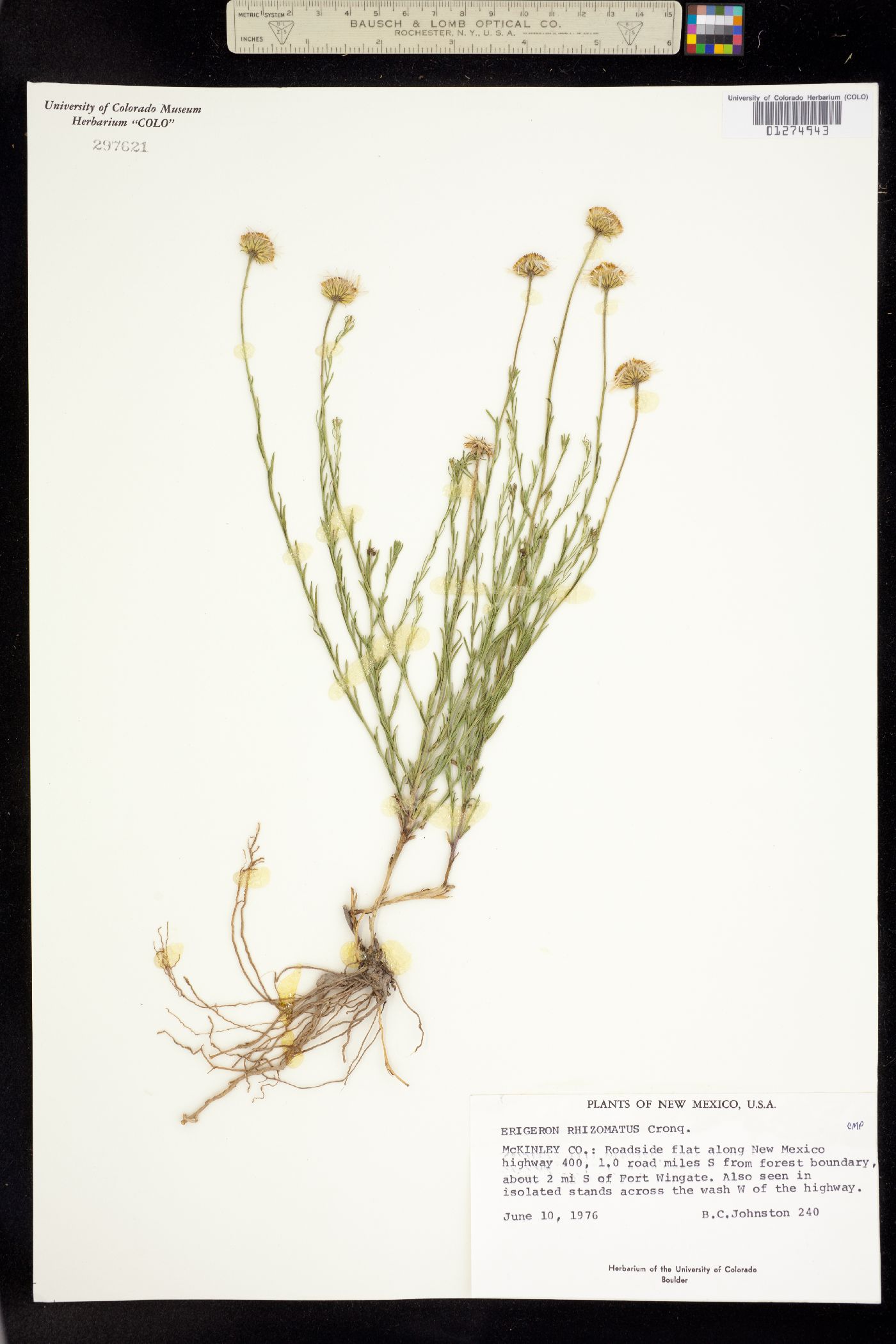 Erigeron rhizomatus image