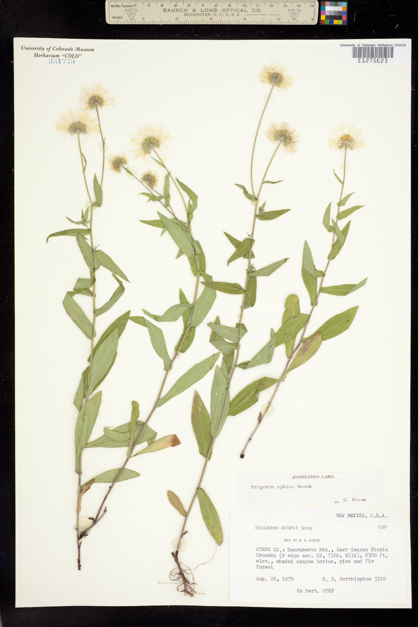 Erigeron rybius image