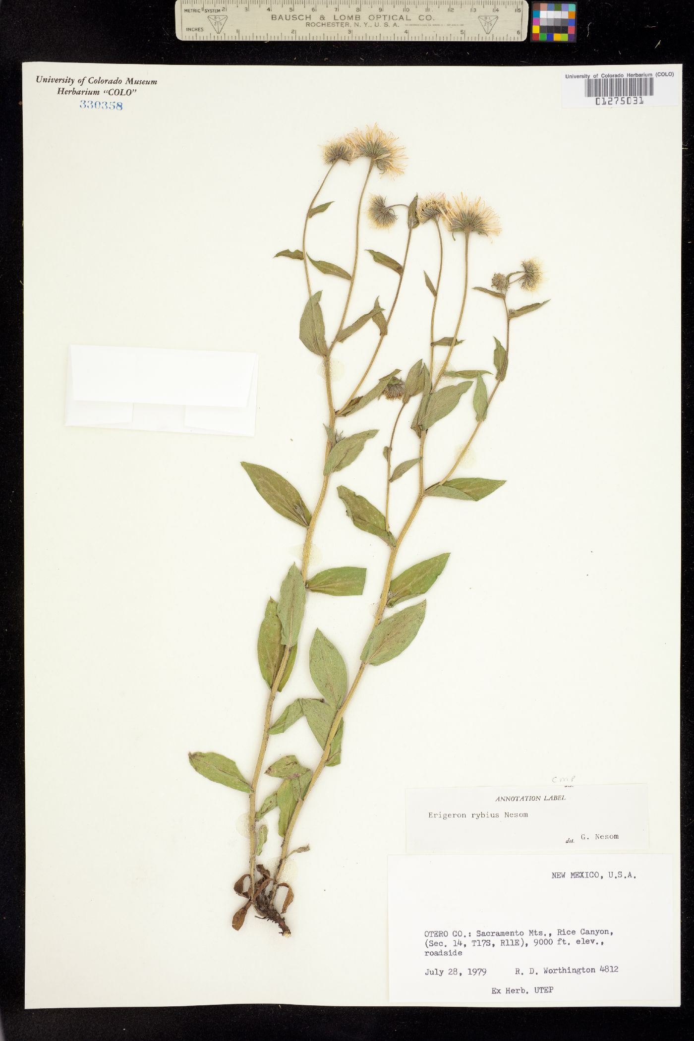 Erigeron rybius image