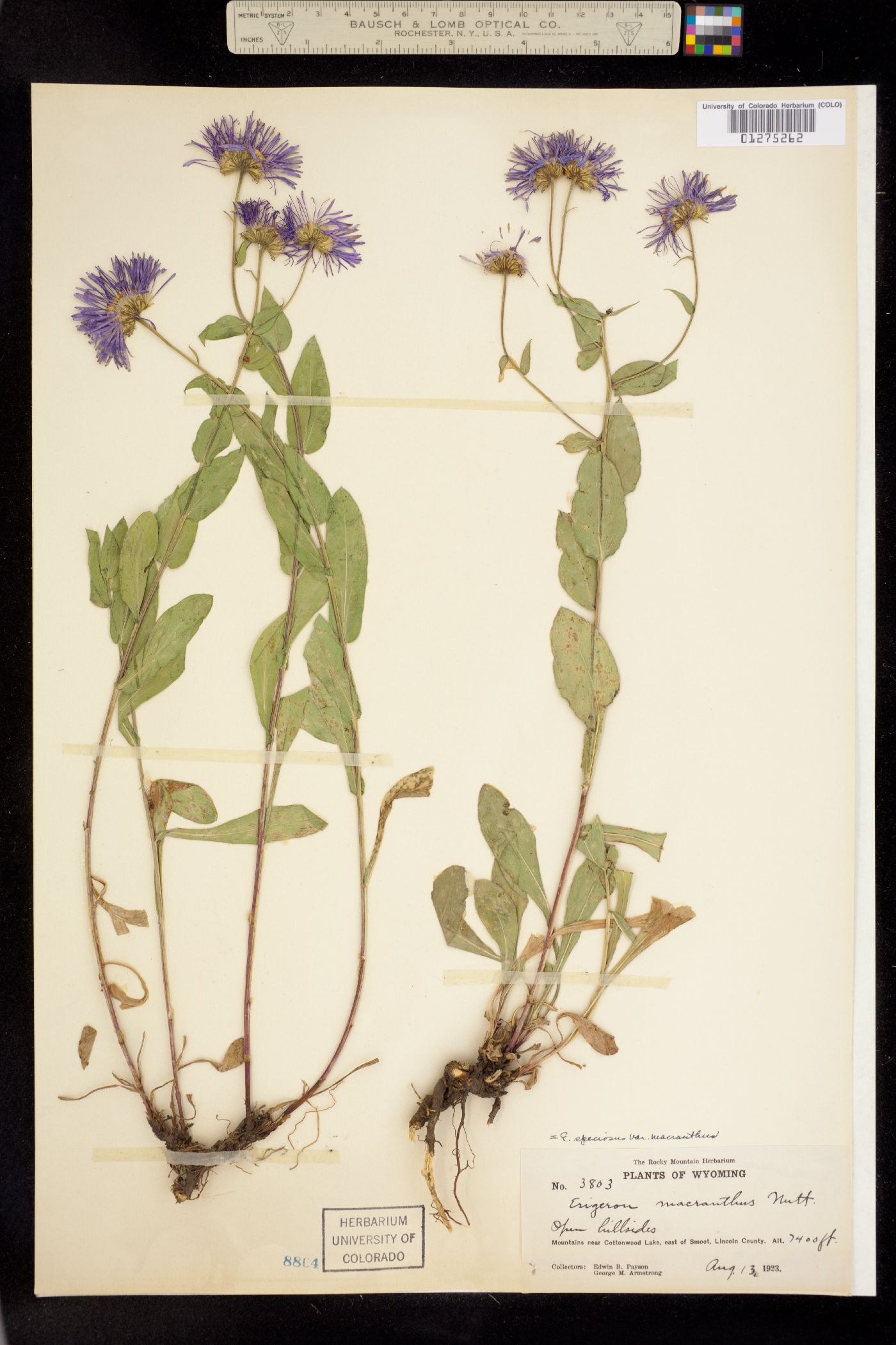 Erigeron speciosus image