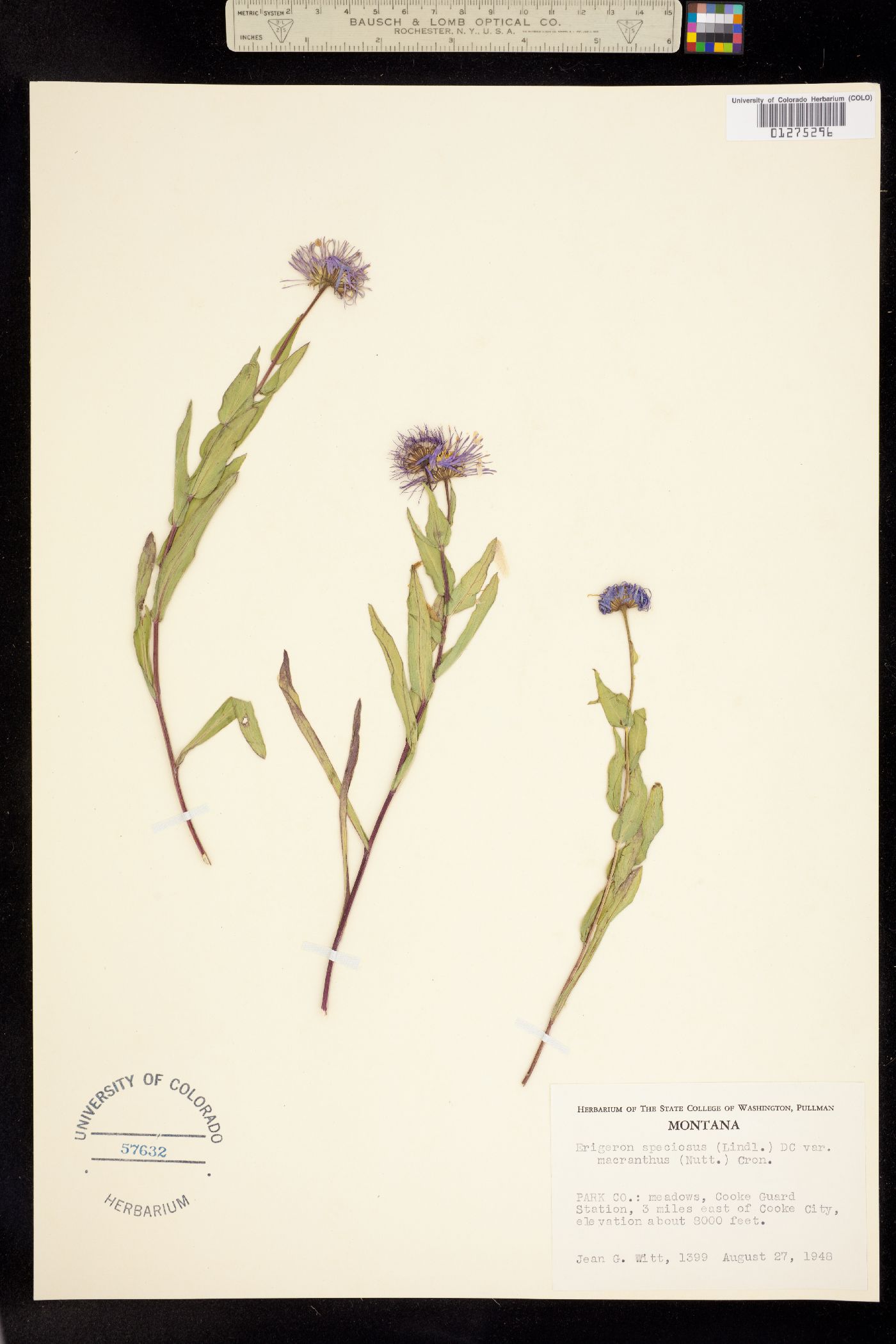 Erigeron speciosus image