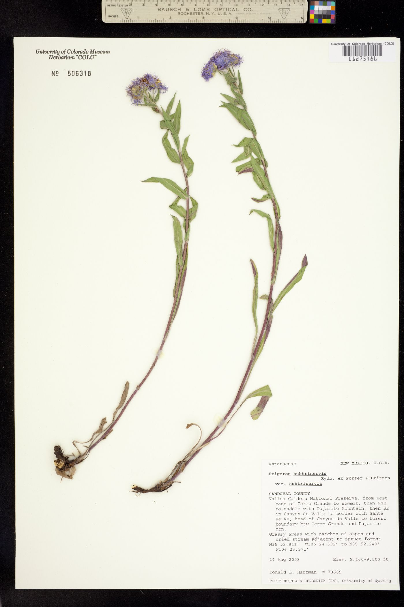 Erigeron subtrinervis image