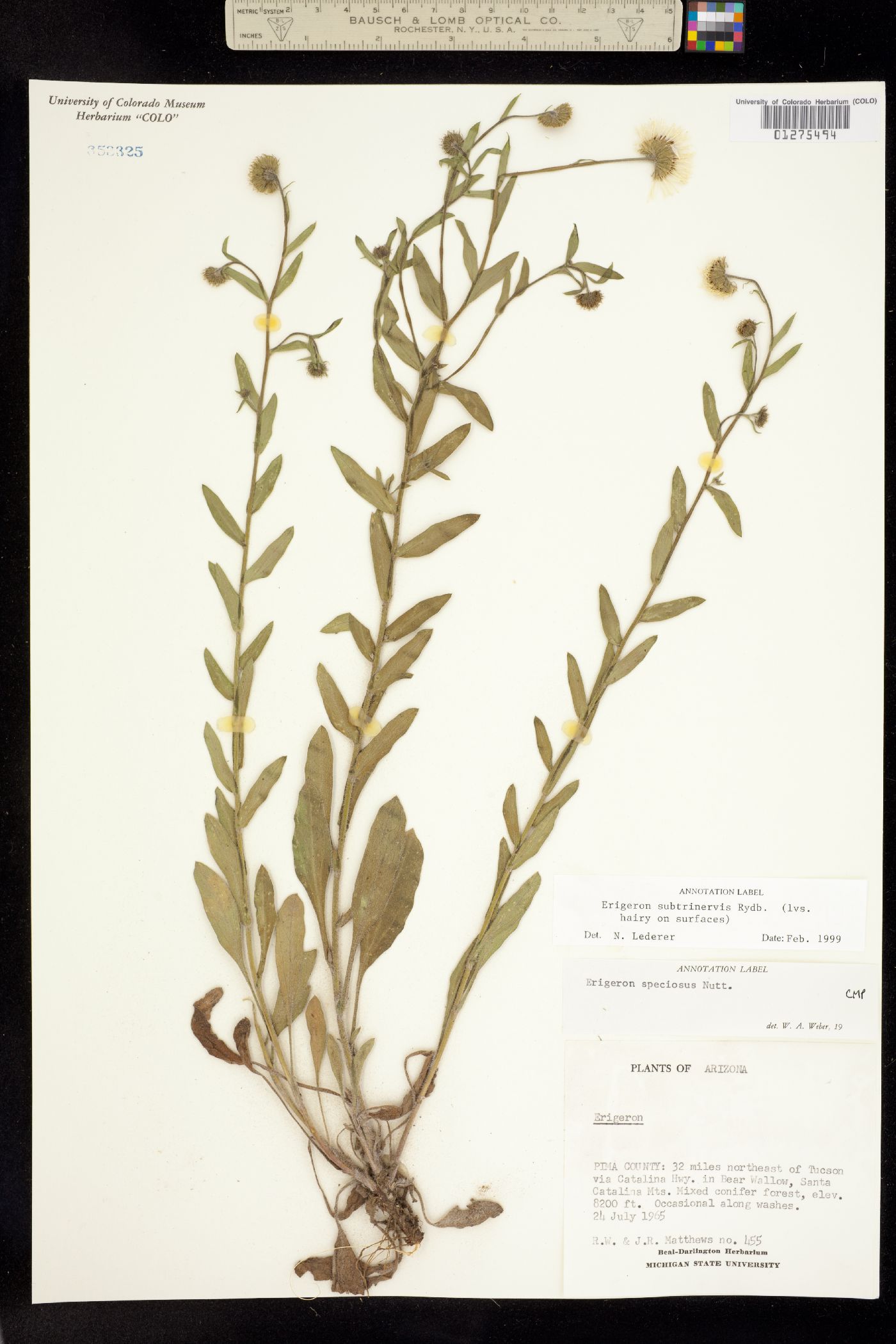 Erigeron subtrinervis image