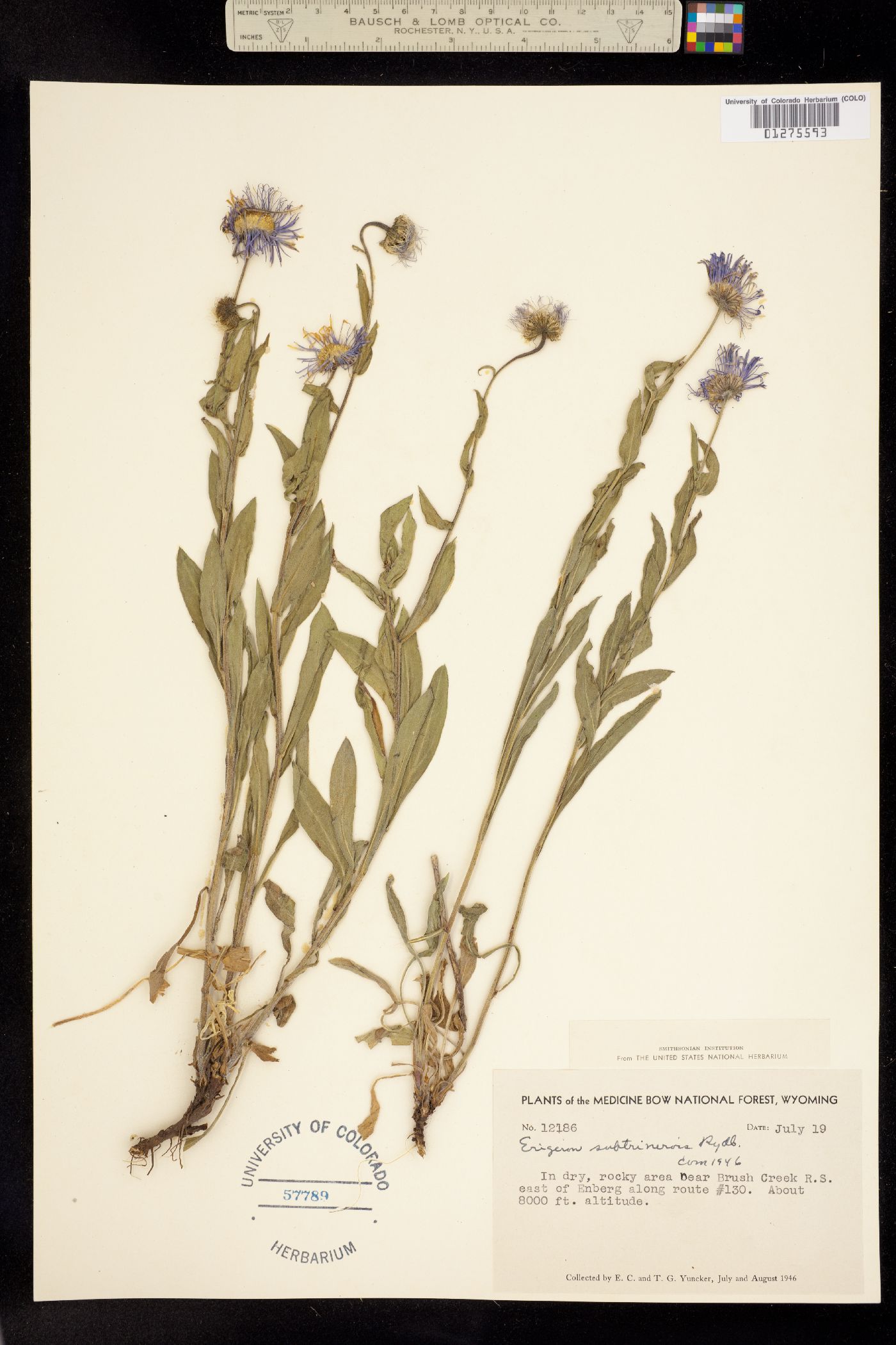 Erigeron subtrinervis image