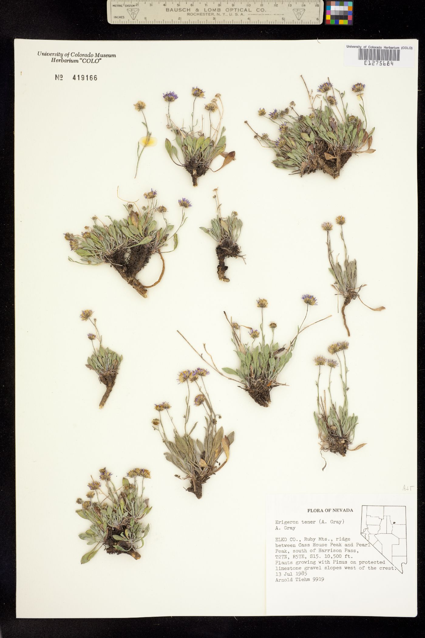 Erigeron image