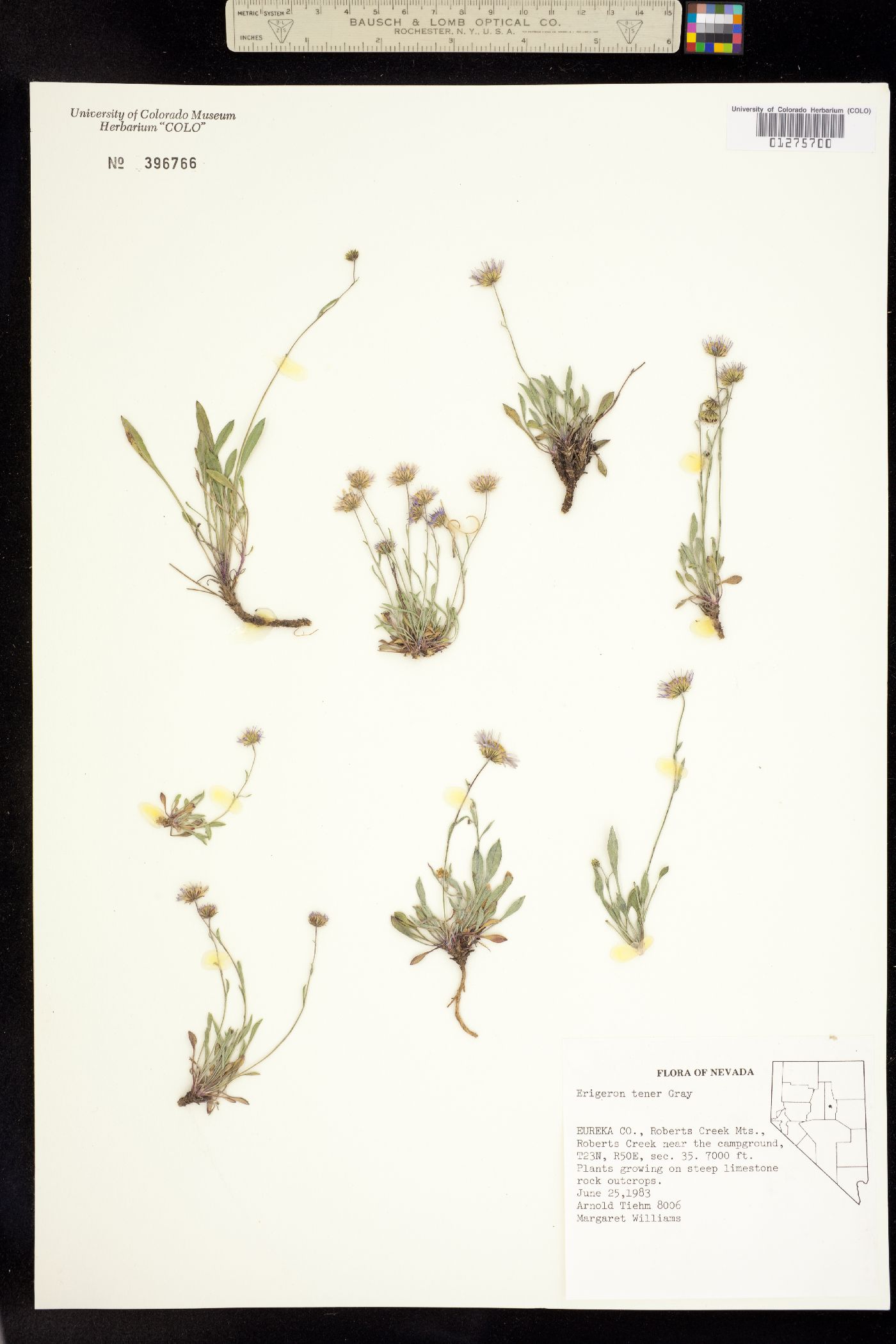 Erigeron tener image