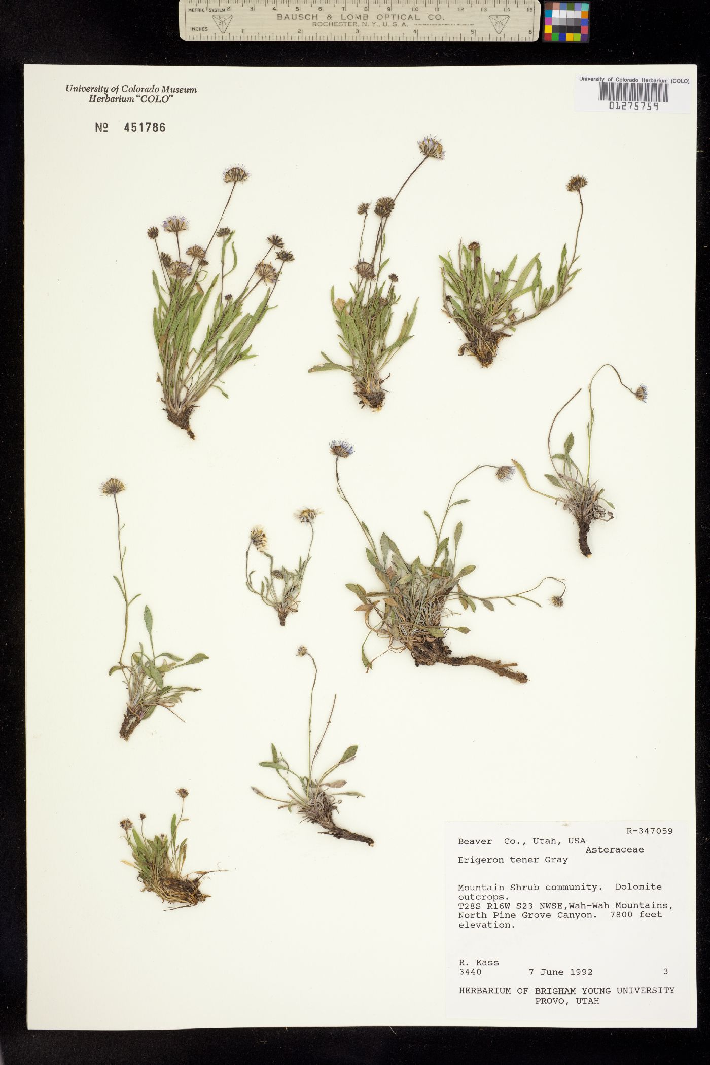 Erigeron tener image