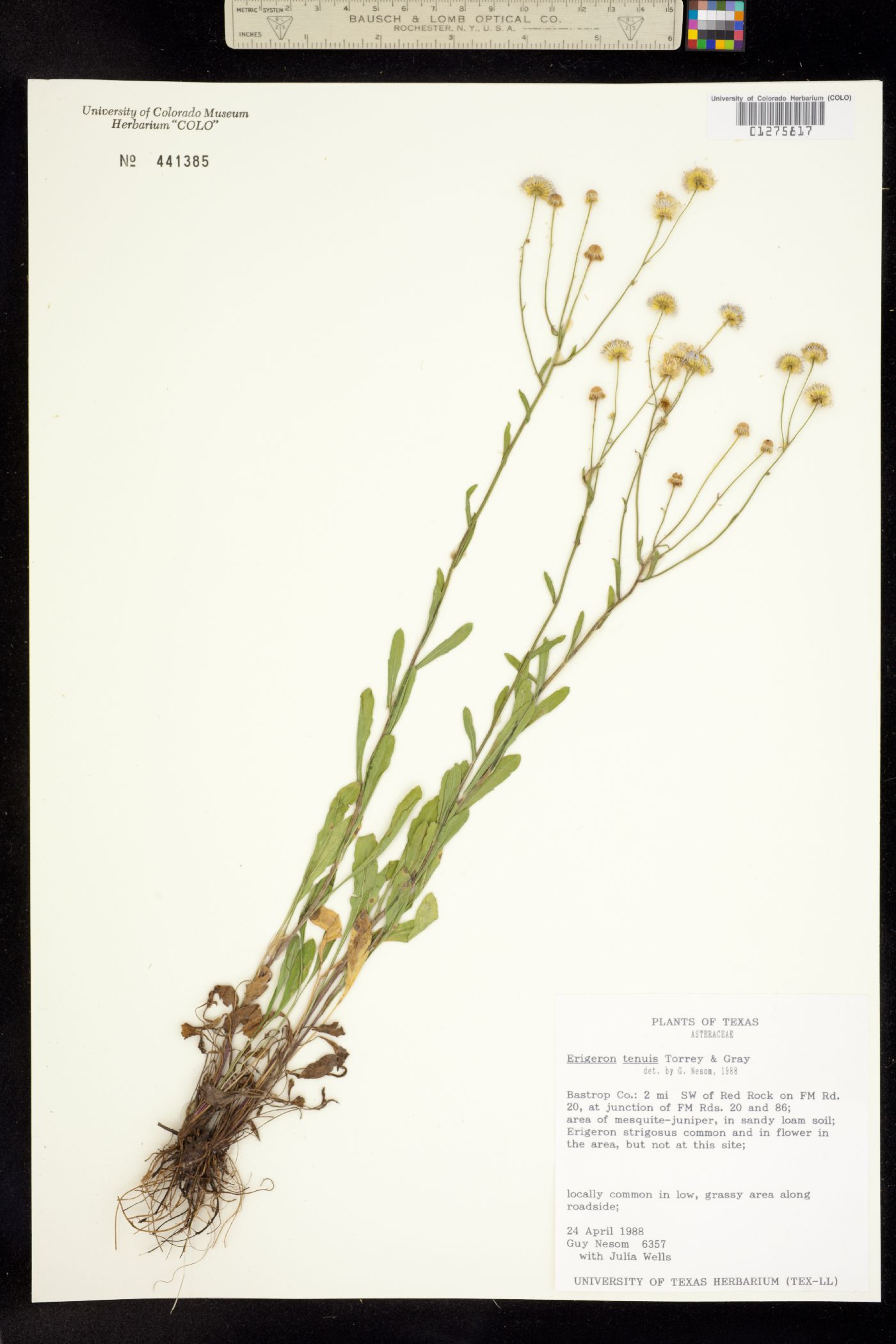 Erigeron tenuis image