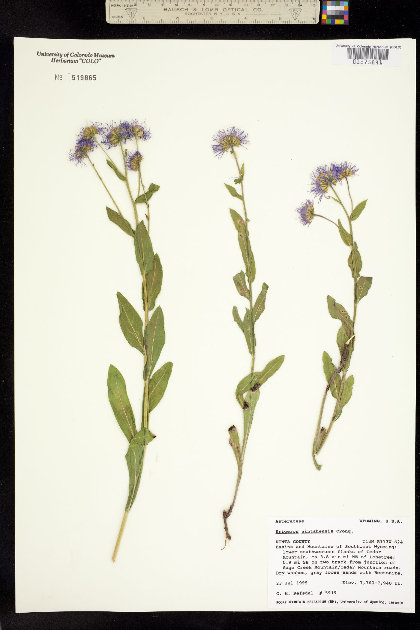 Erigeron uintahensis image