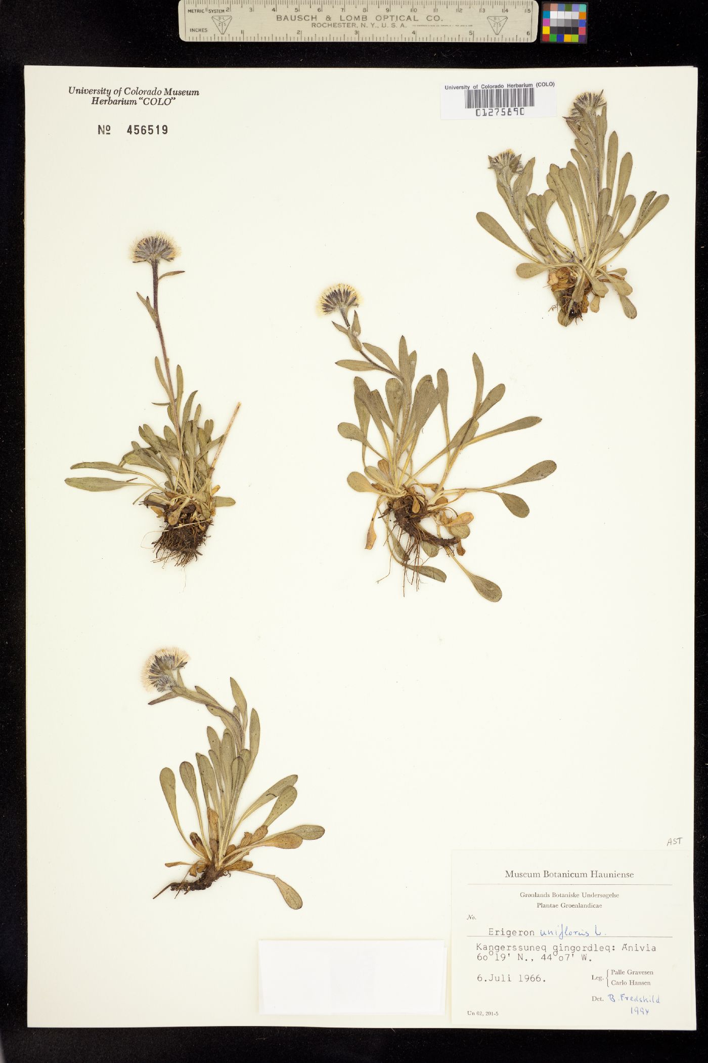 Erigeron uniflorus image