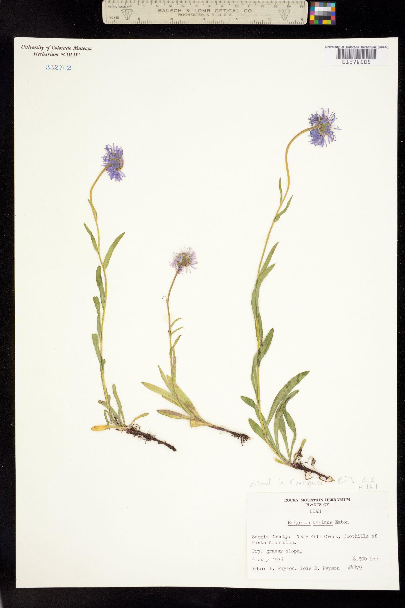 Erigeron ursinus image