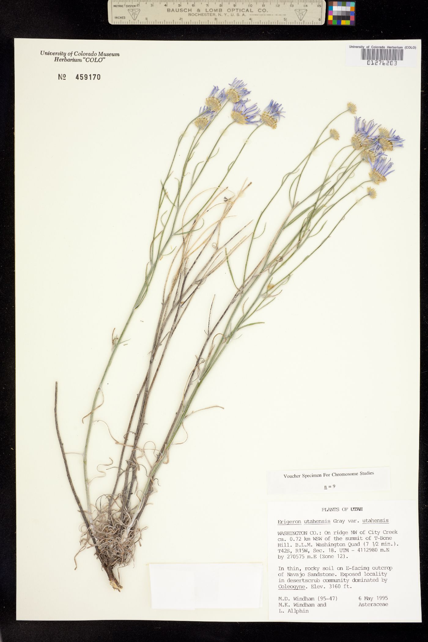 Erigeron utahensis image