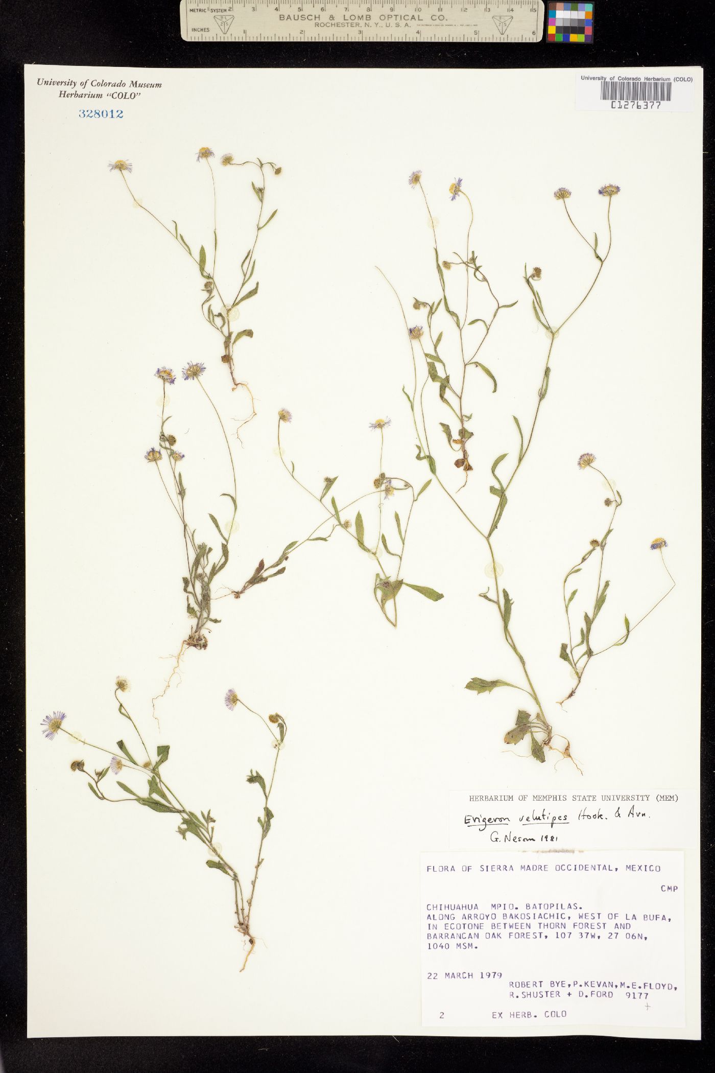 Erigeron velutipes image