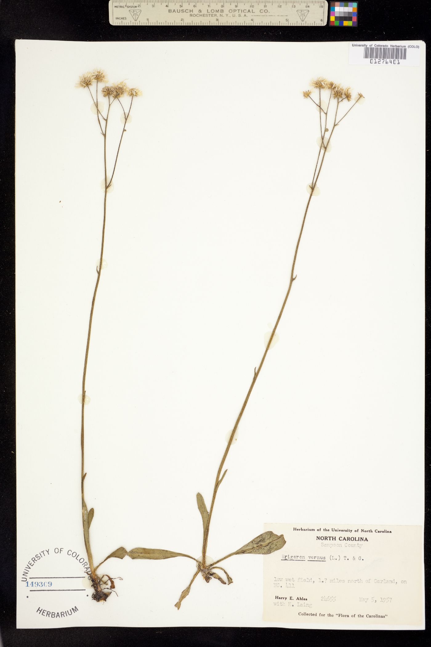 Erigeron vernus image