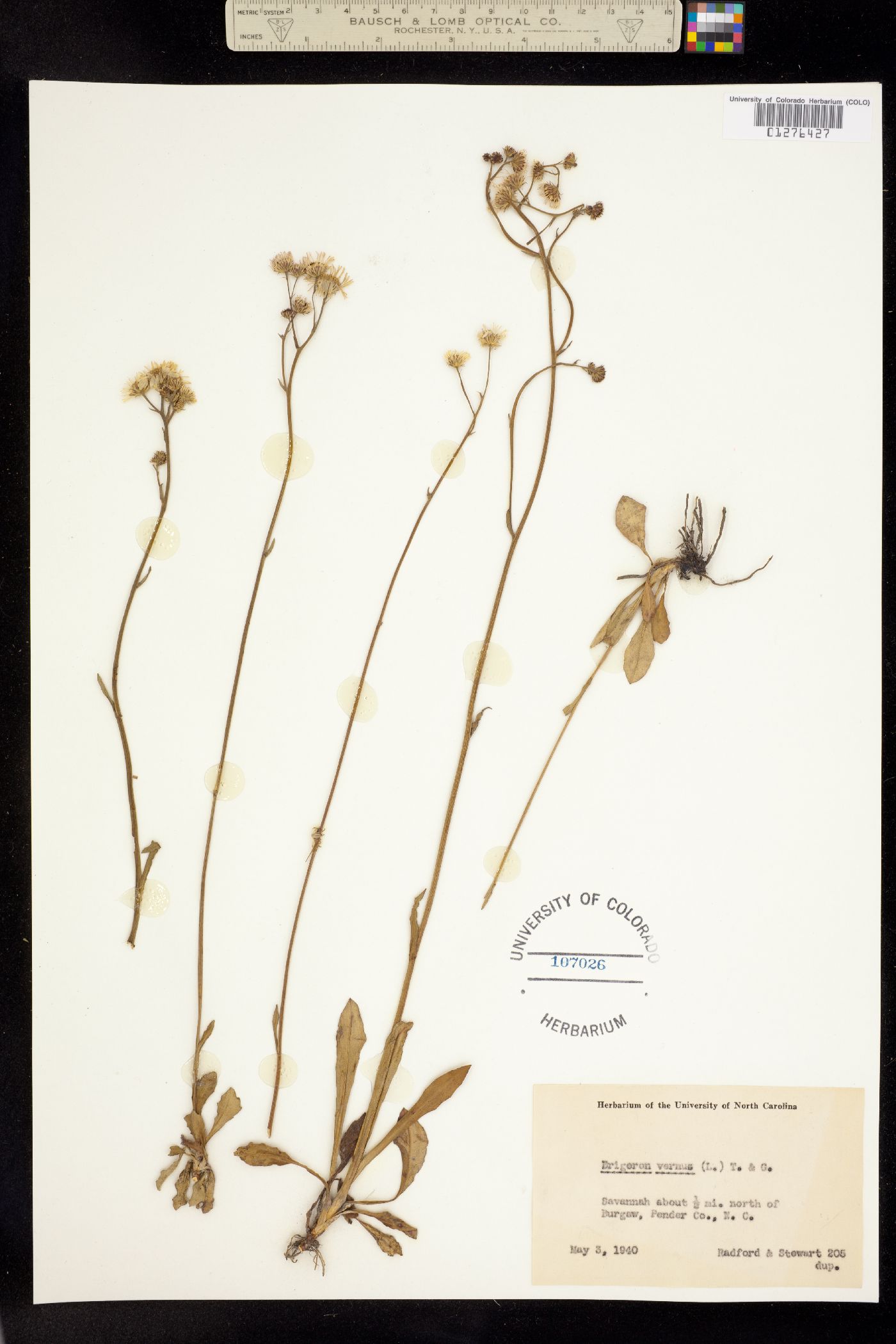 Erigeron vernus image