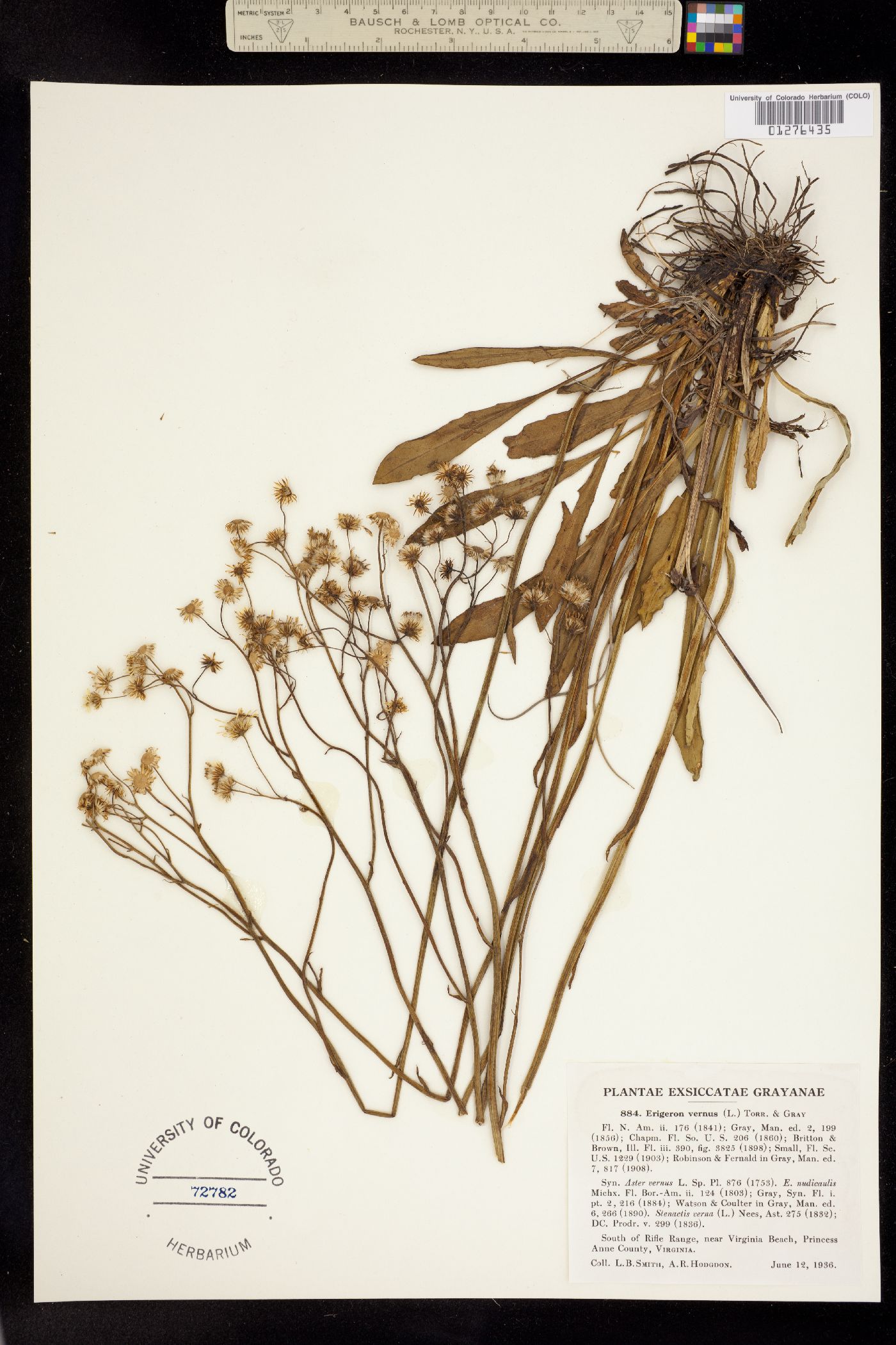 Erigeron vernus image