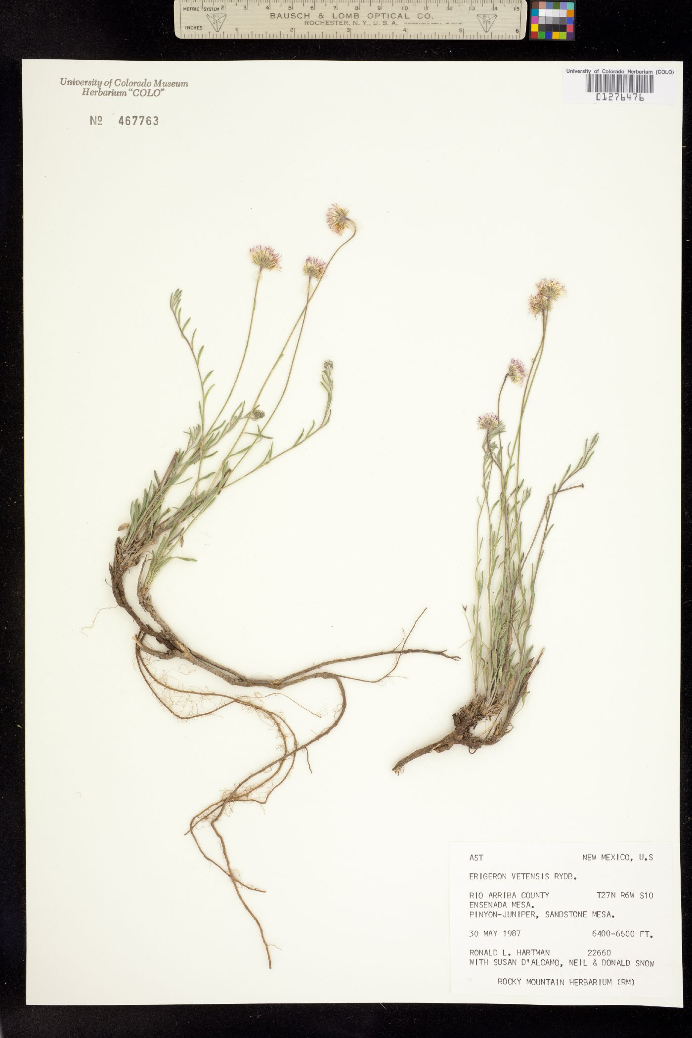Erigeron vetensis image