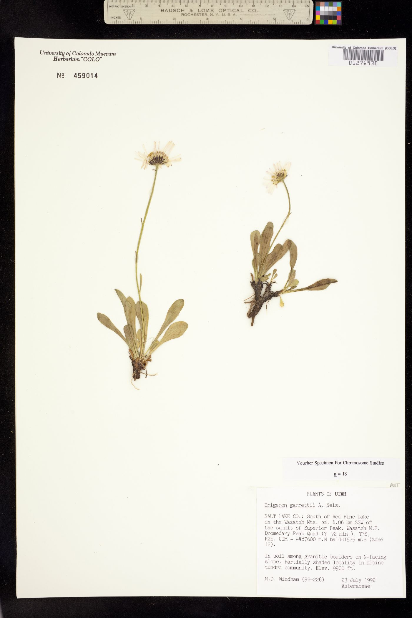 Erigeron garrettii image