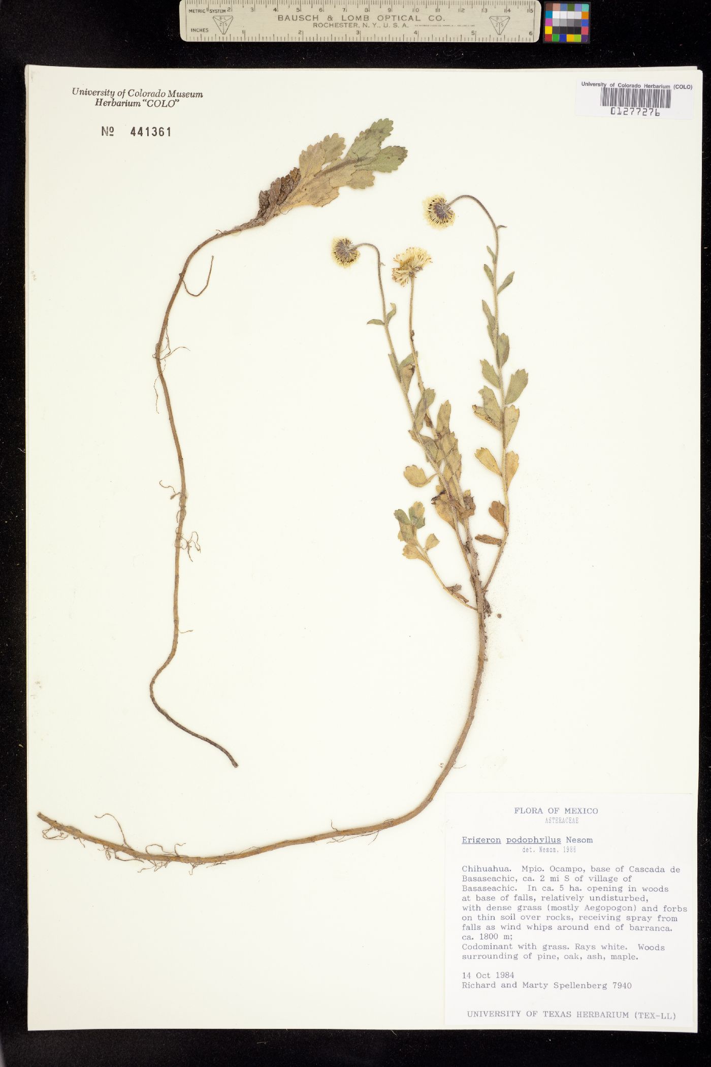 Erigeron podophyllus image