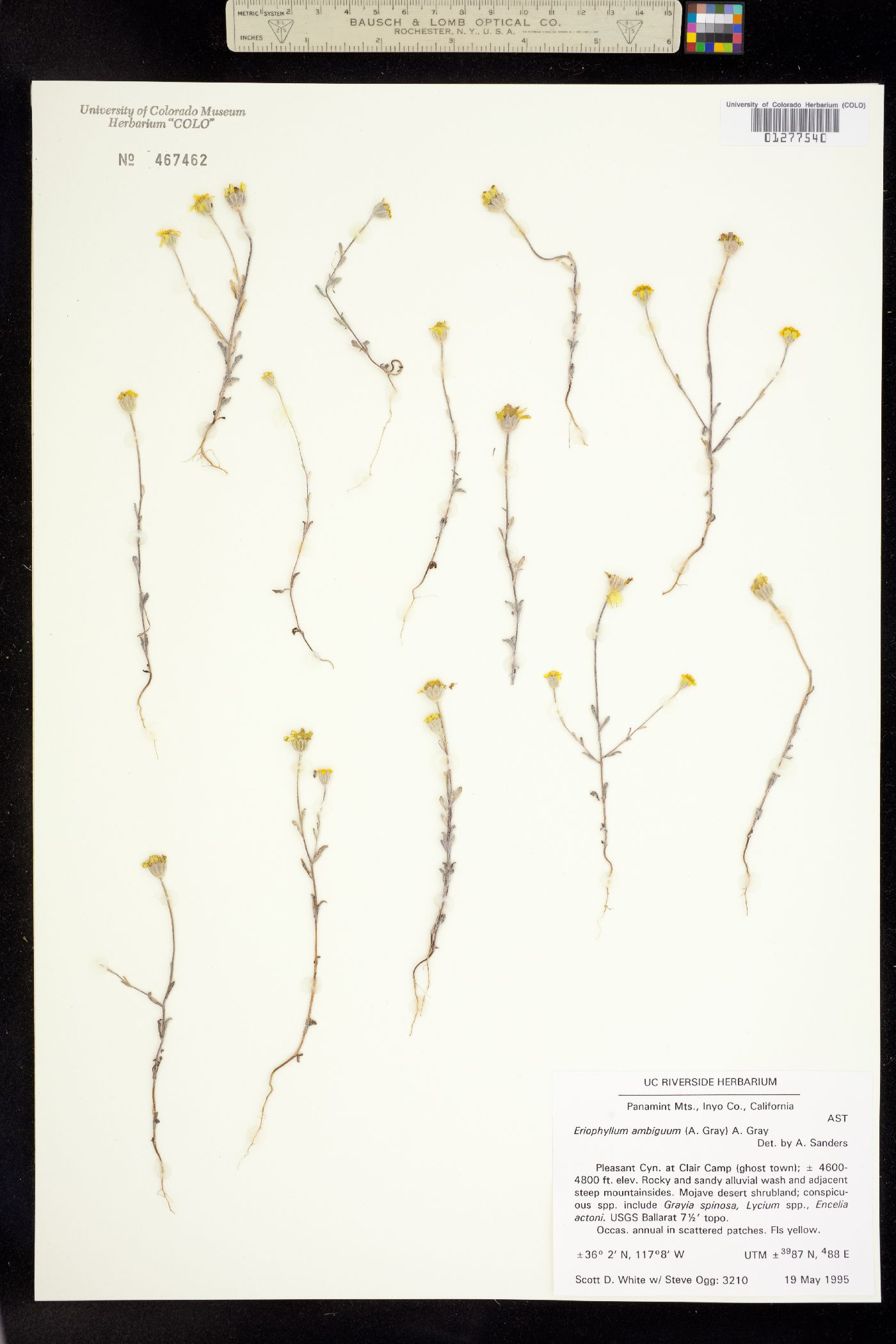 Eriophyllum ambiguum image