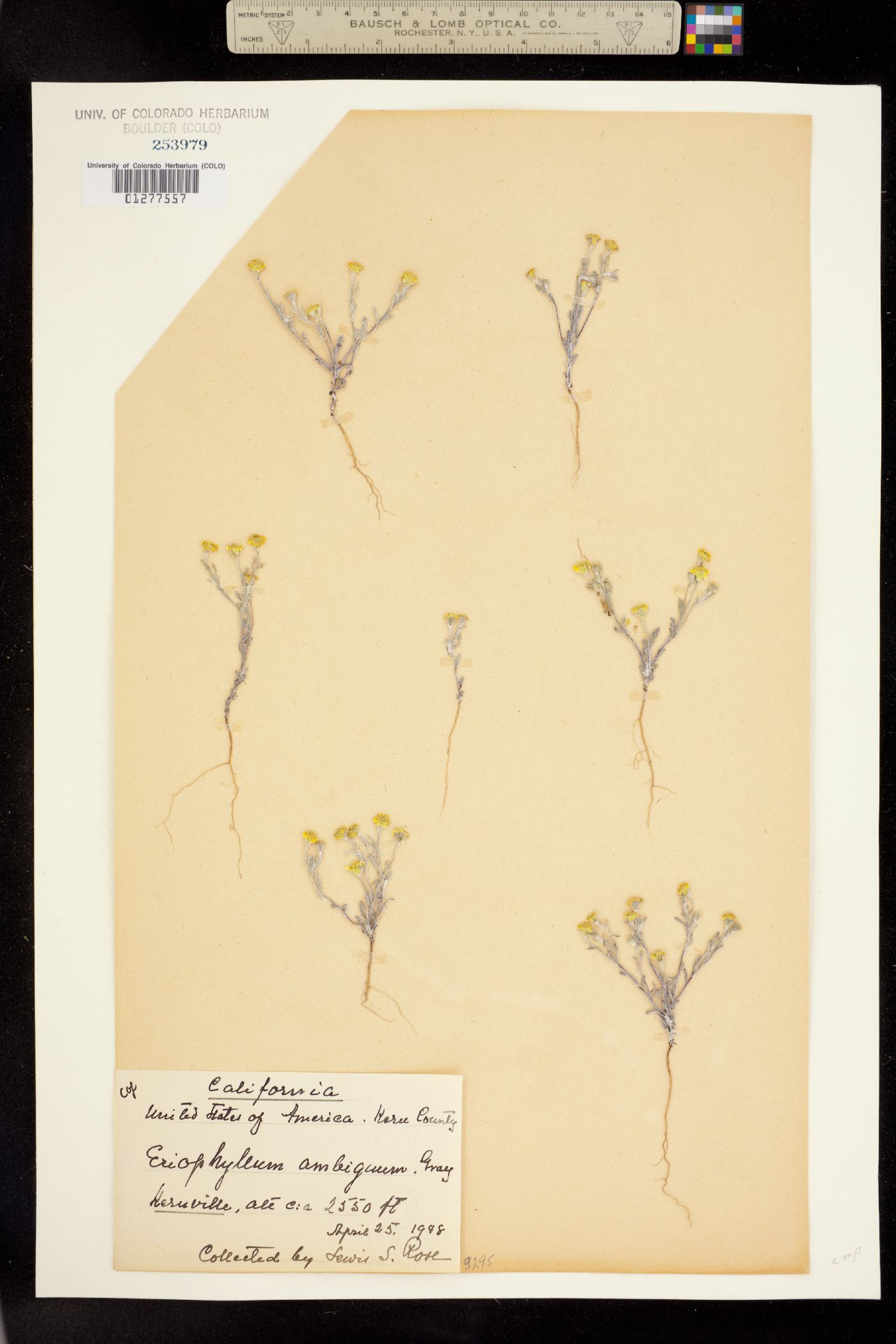 Eriophyllum ambiguum image