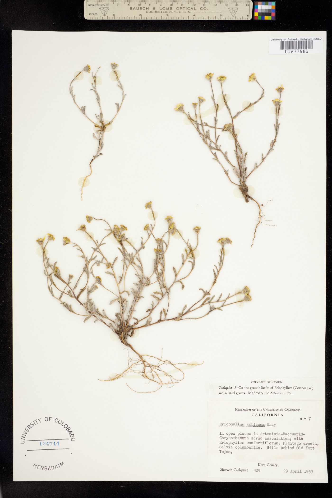 Eriophyllum ambiguum image