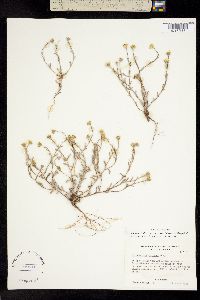 Image of Eriophyllum ambiguum