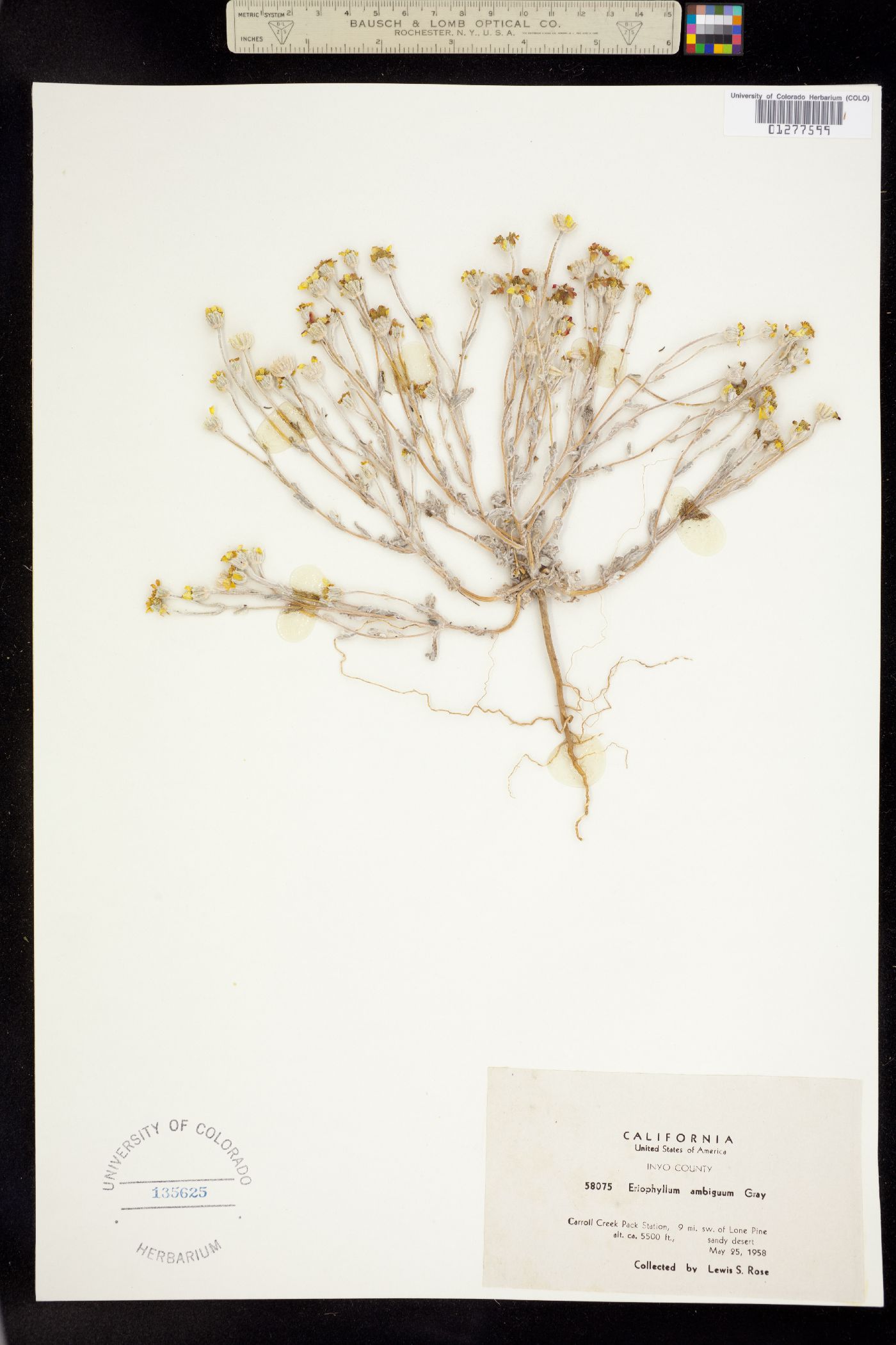Eriophyllum ambiguum image