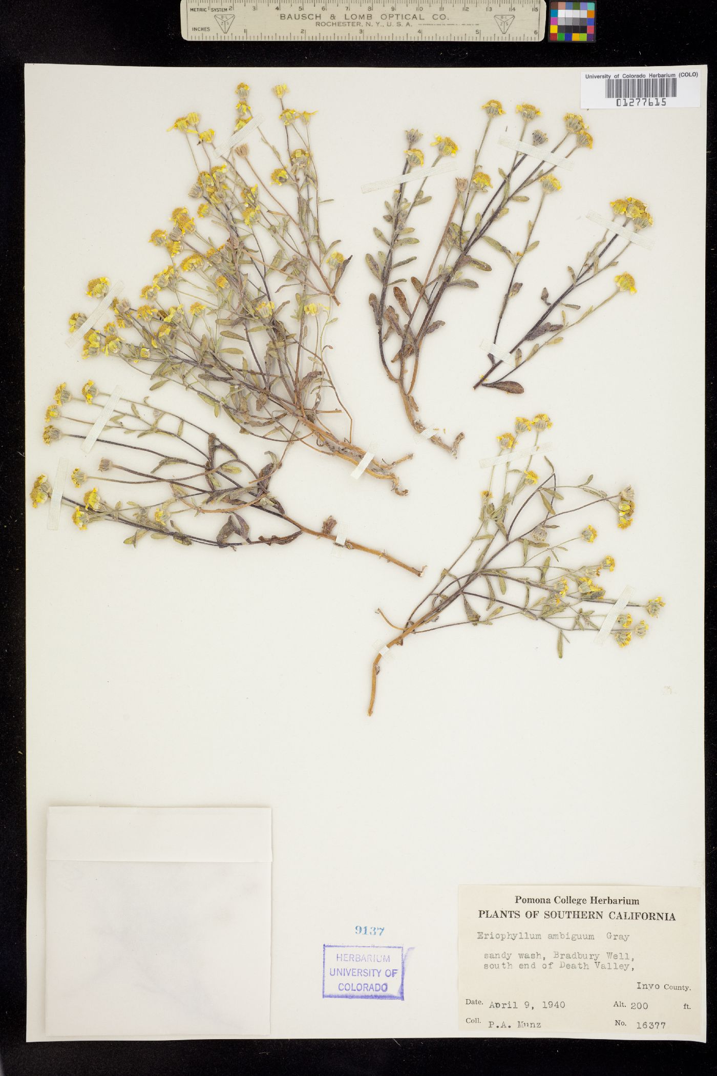 Eriophyllum ambiguum image