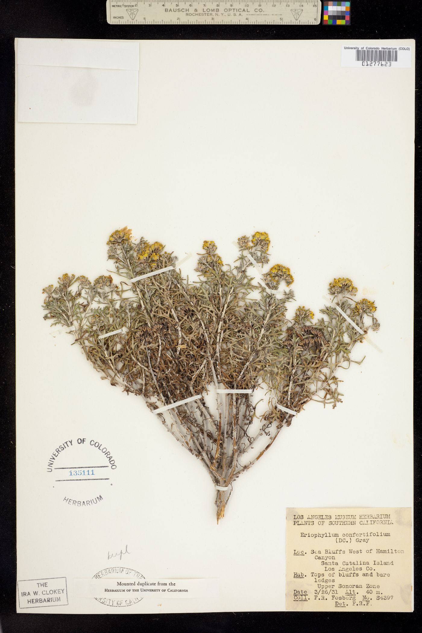 Eriophyllum confertiflorum image