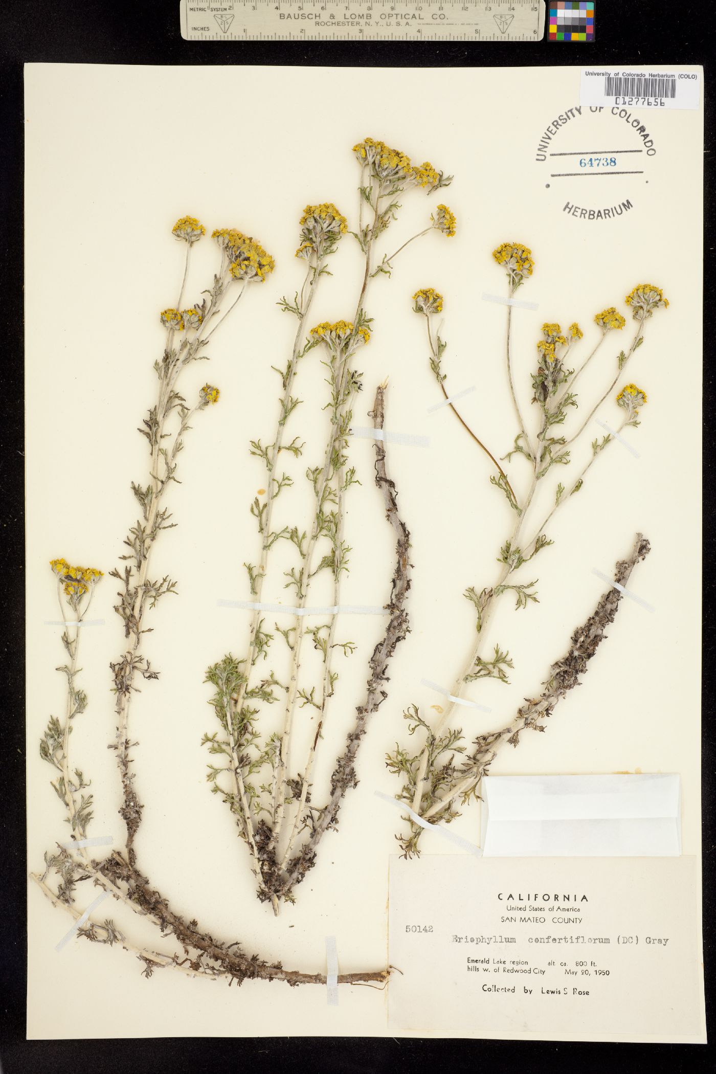 Eriophyllum confertiflorum image