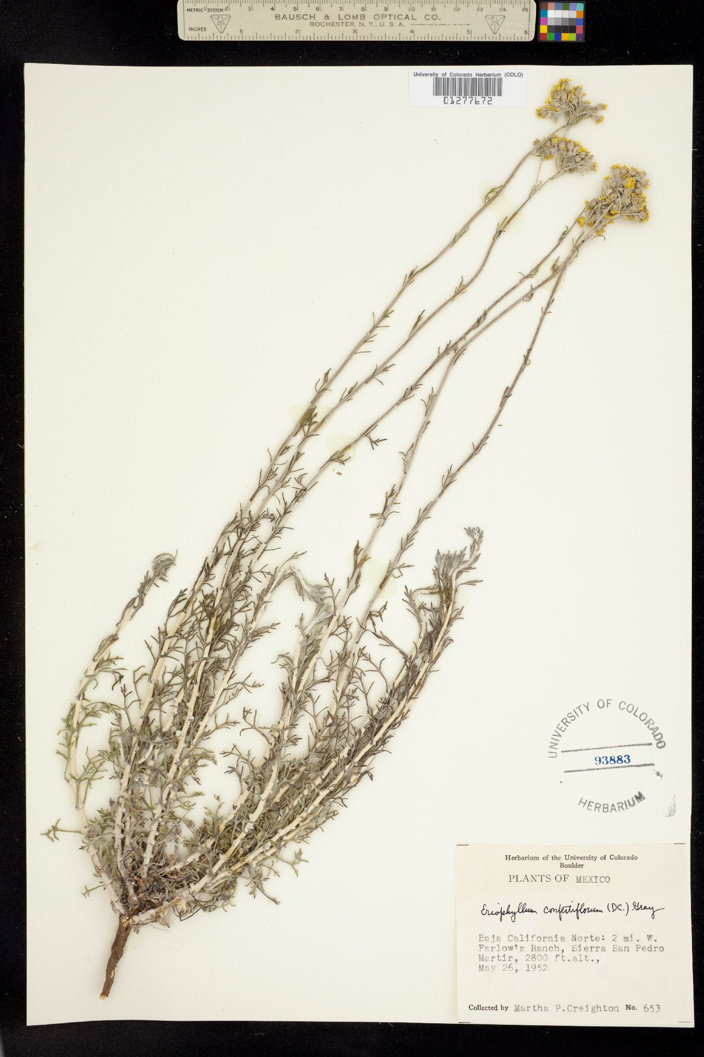 Eriophyllum confertiflorum image