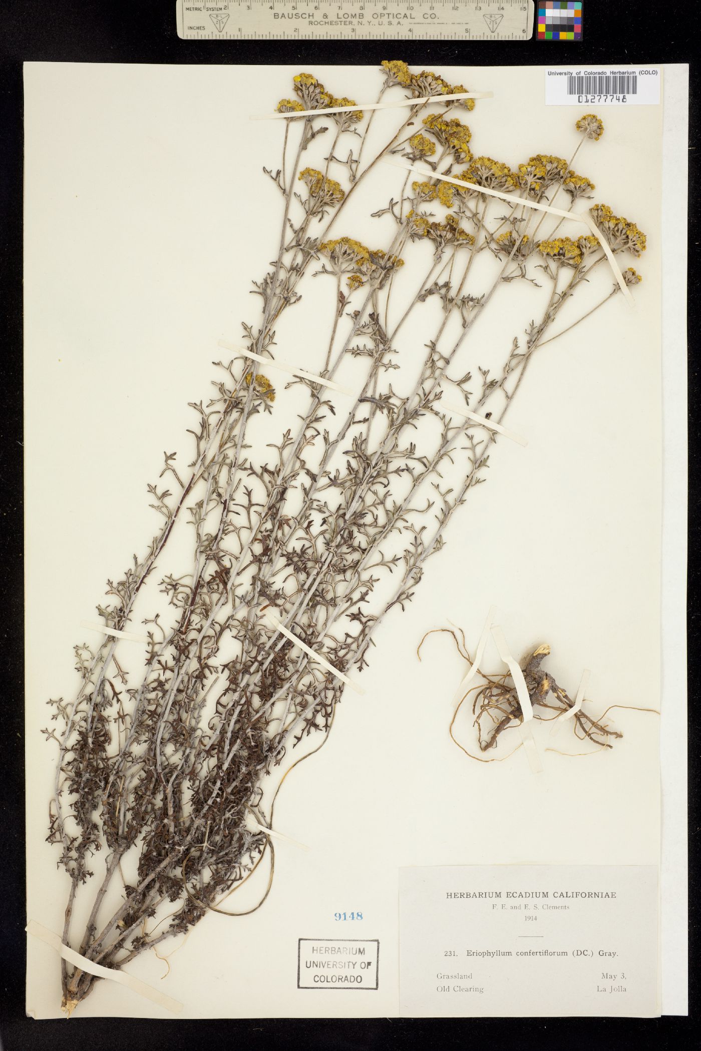 Eriophyllum confertiflorum image