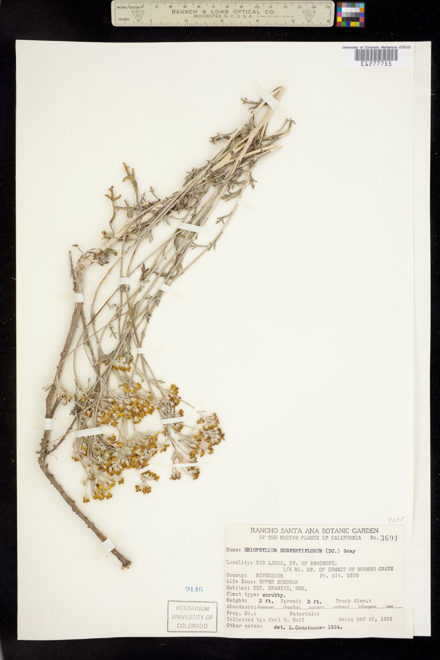 Eriophyllum image