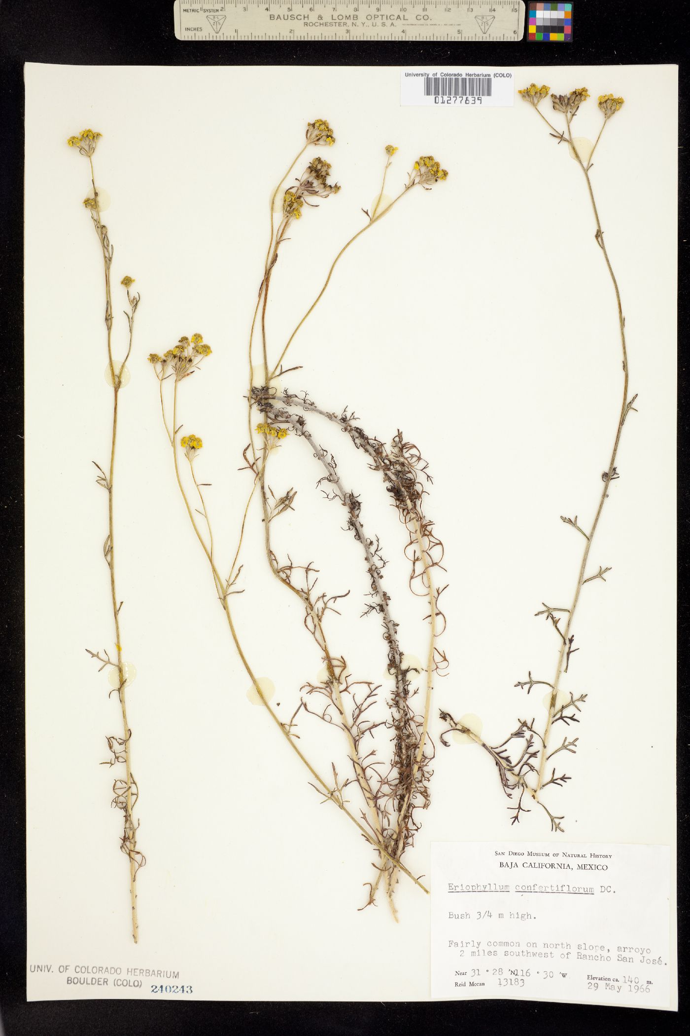 Eriophyllum confertiflorum image