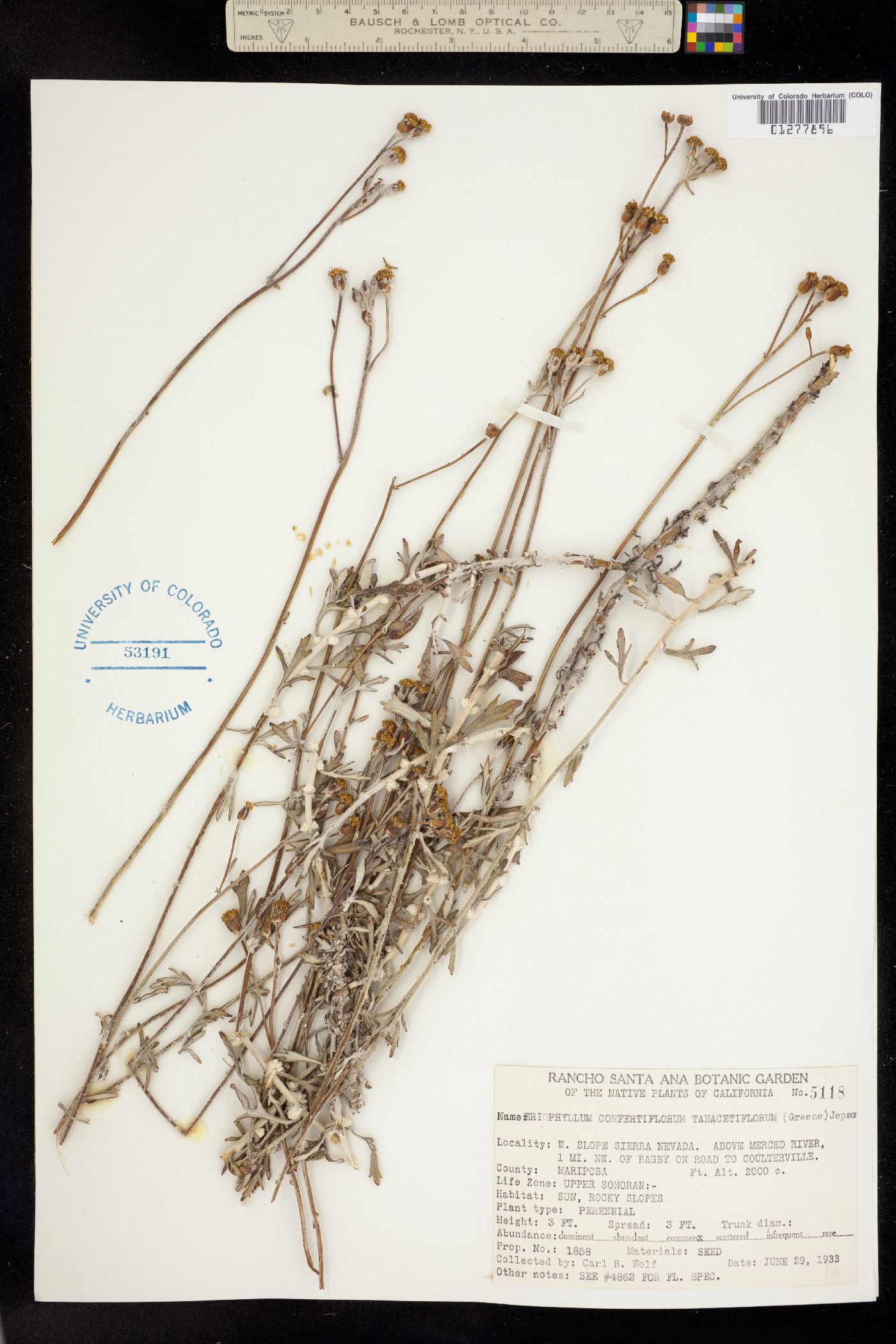 Eriophyllum confertiflorum image