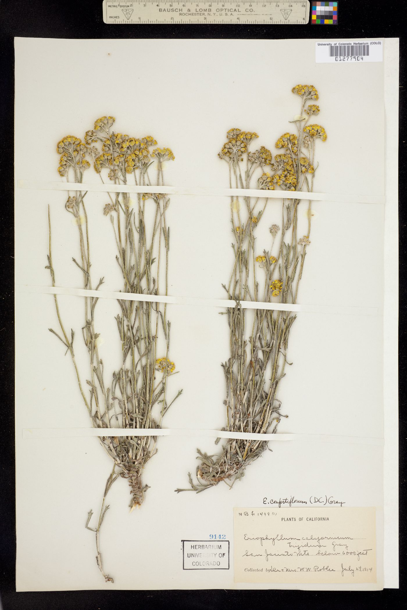 Eriophyllum confertiflorum image