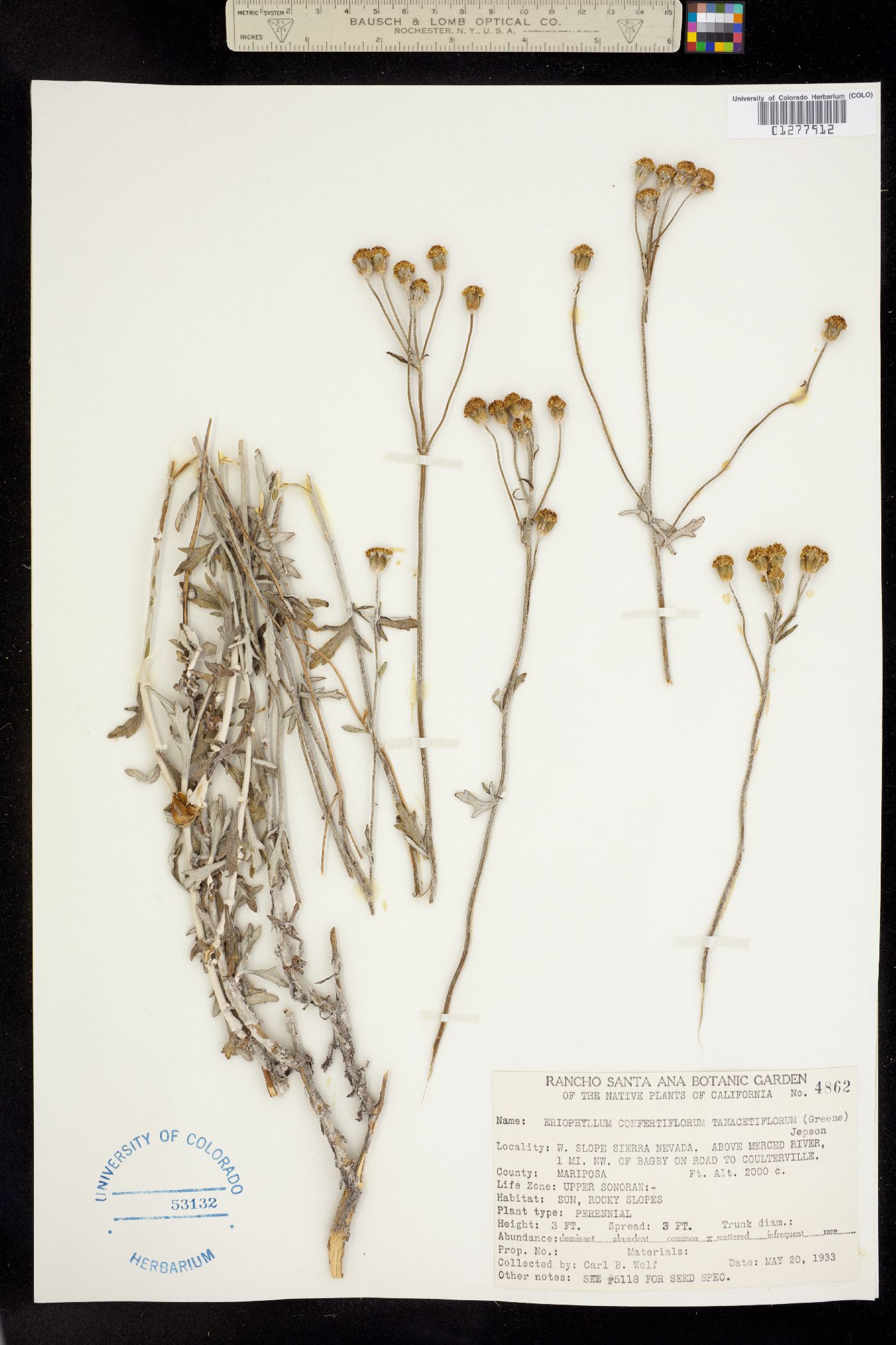 Eriophyllum confertiflorum image