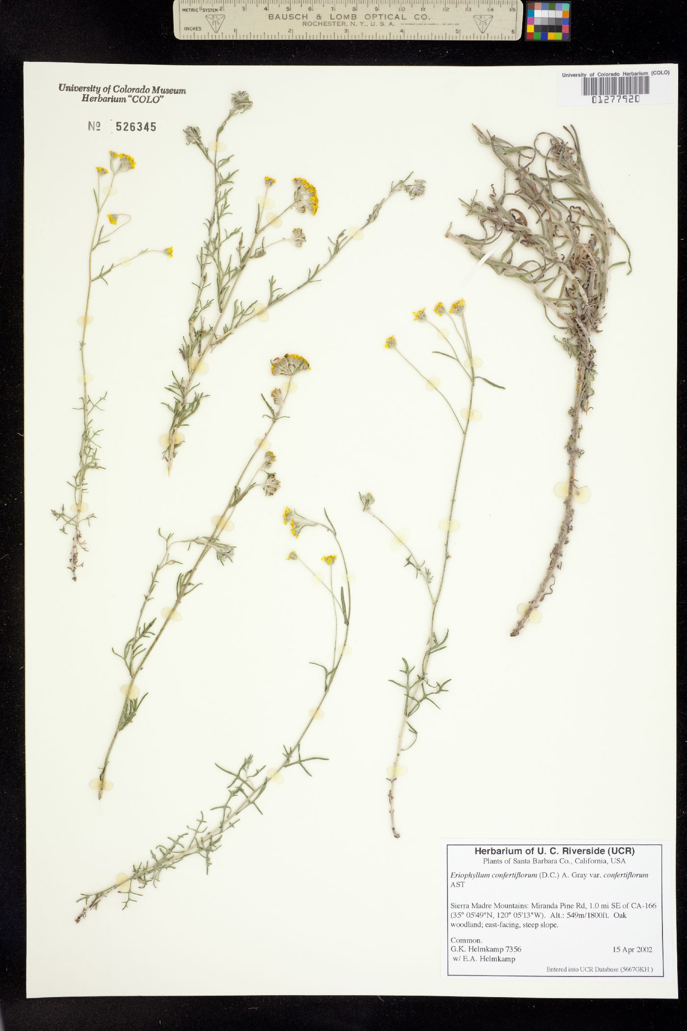 Eriophyllum confertiflorum image