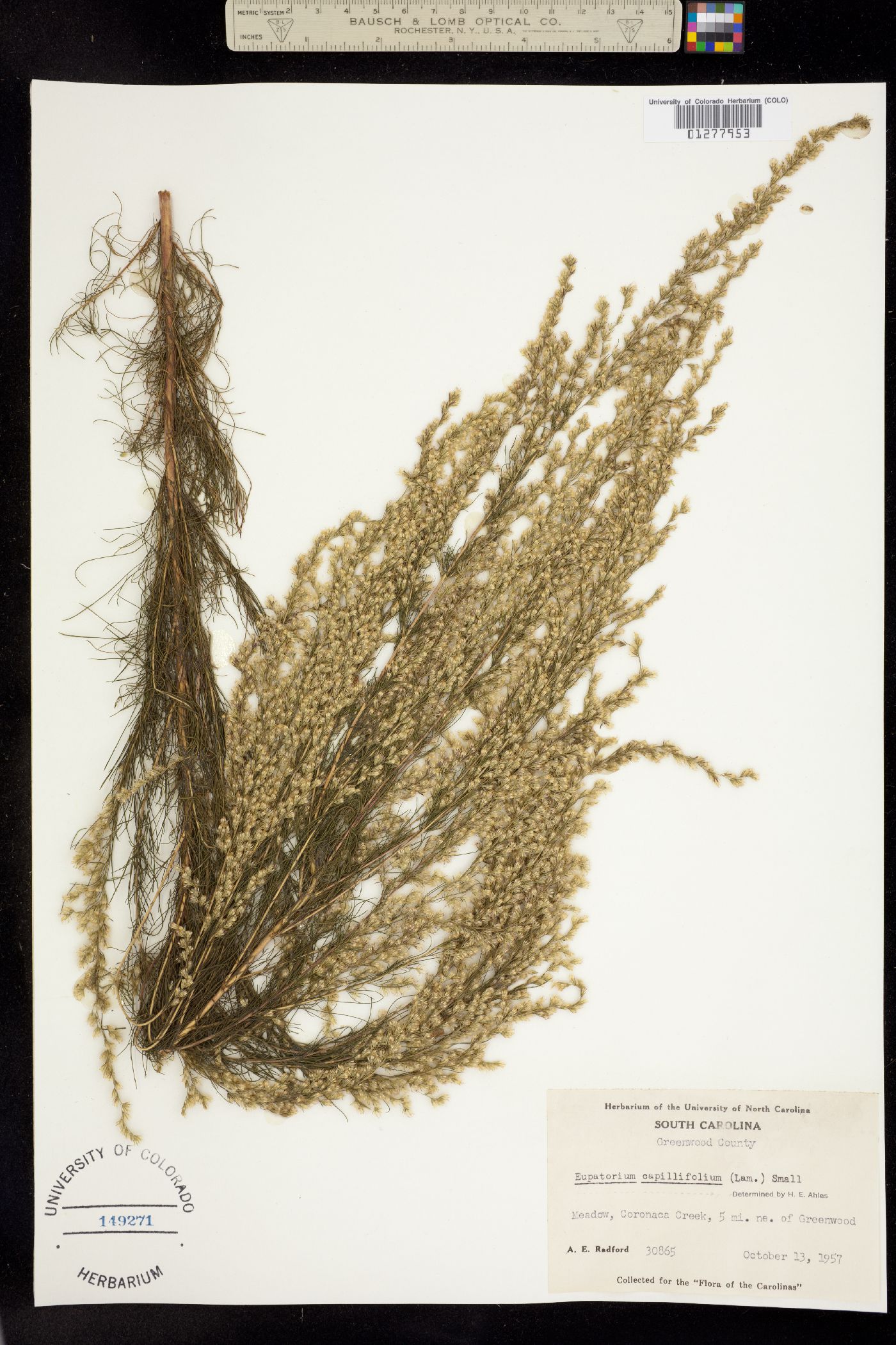 Eupatorium capillifolium image