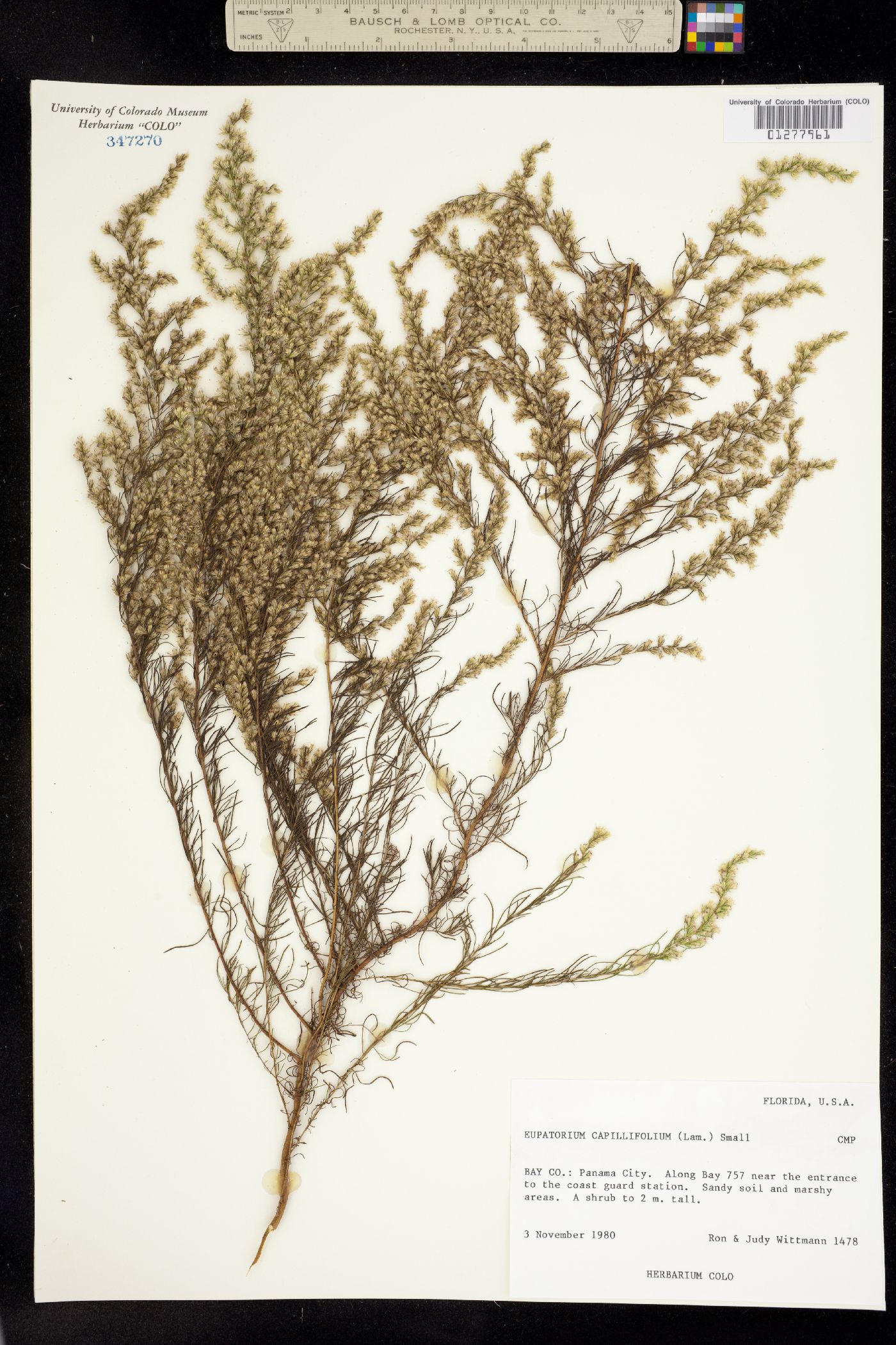 Eupatorium capillifolium image