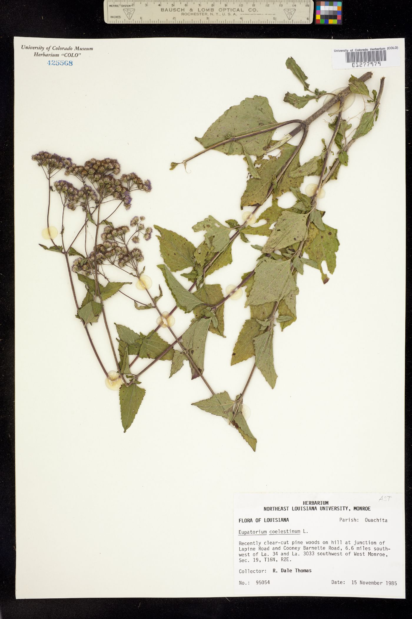 Eupatorium coelestinum image