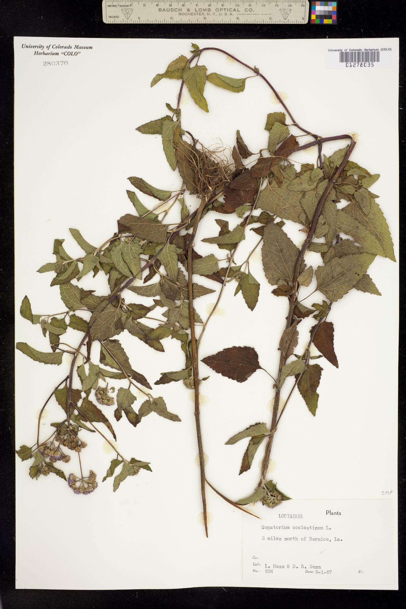 Eupatorium coelestinum image