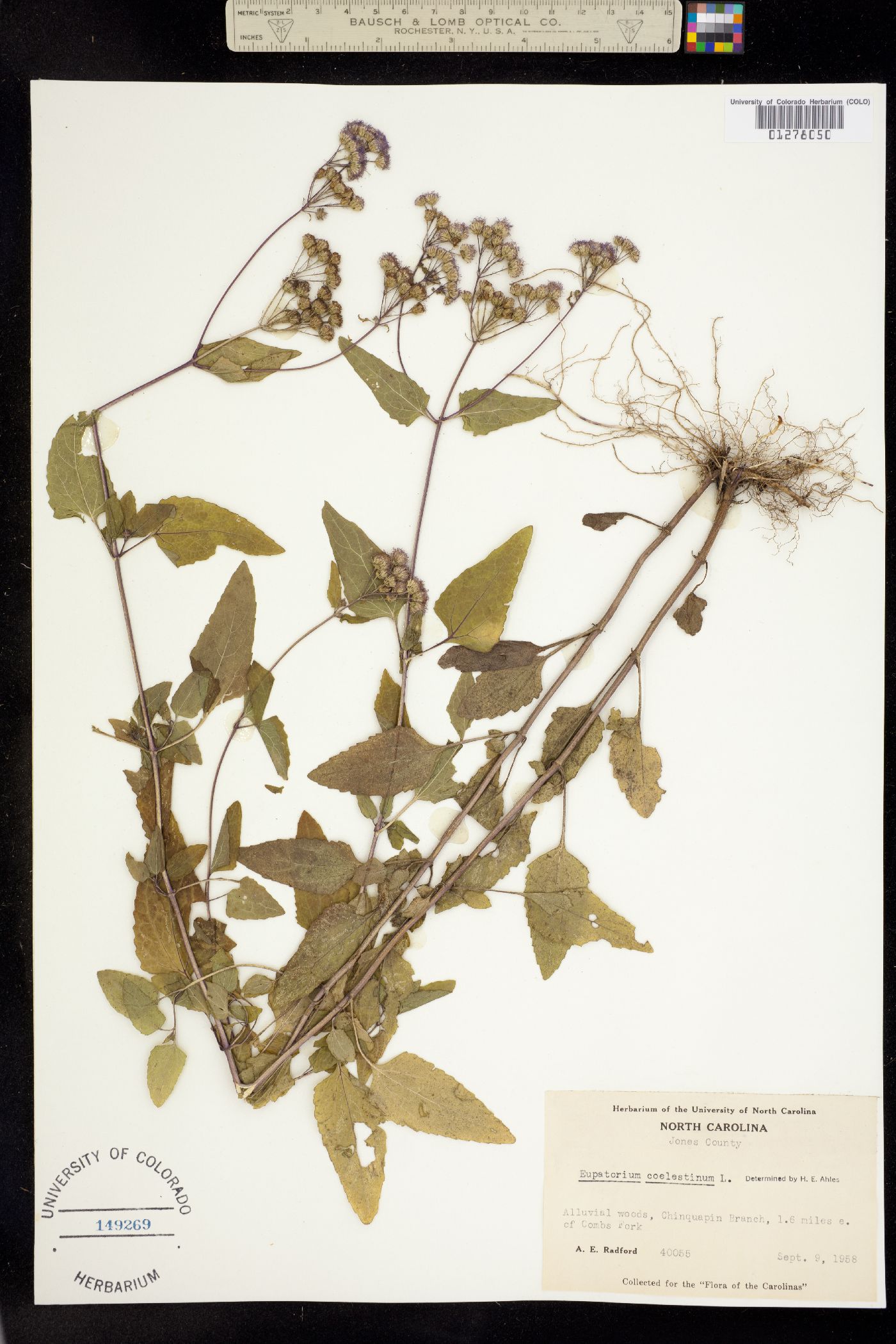 Eupatorium coelestinum image