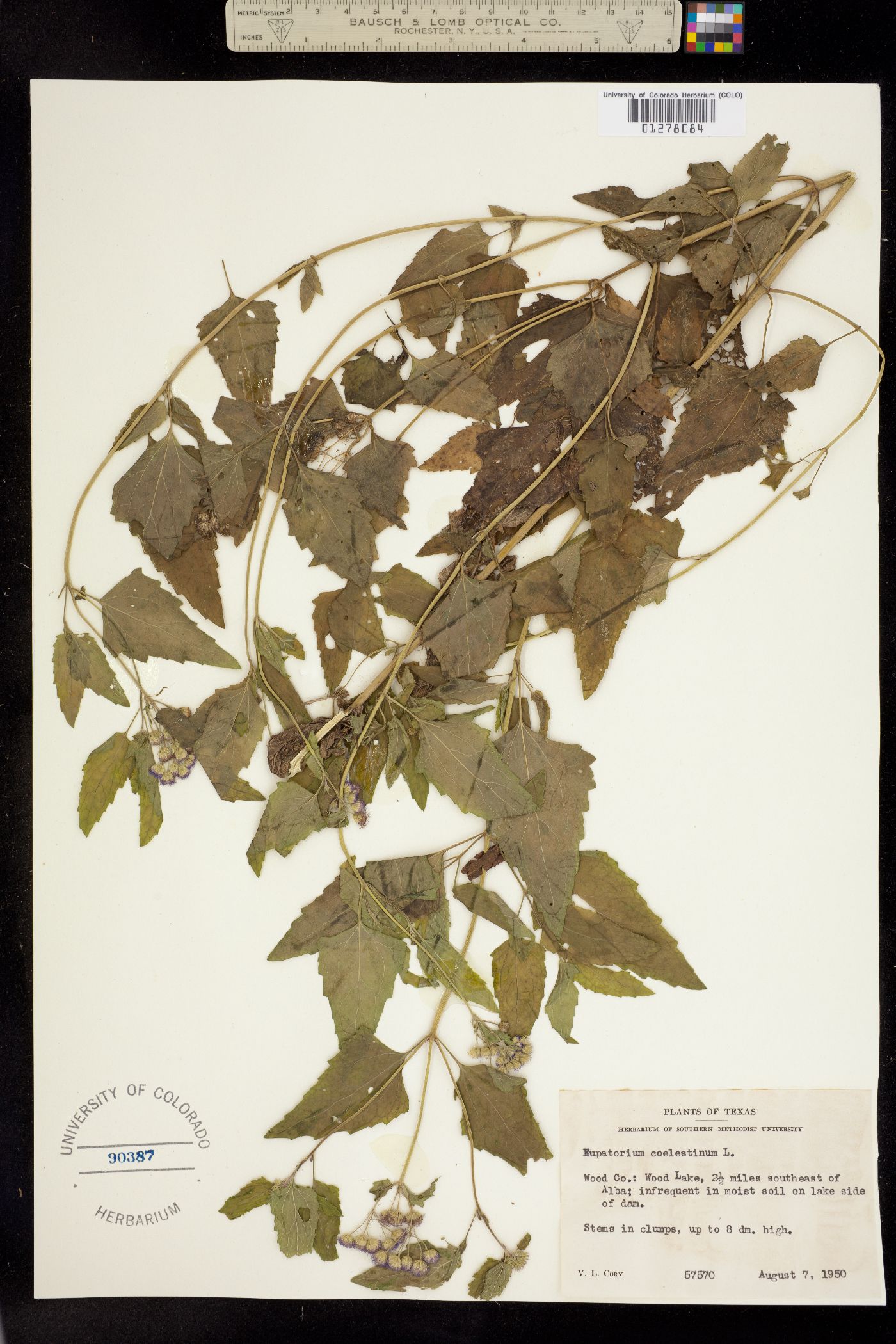 Eupatorium coelestinum image