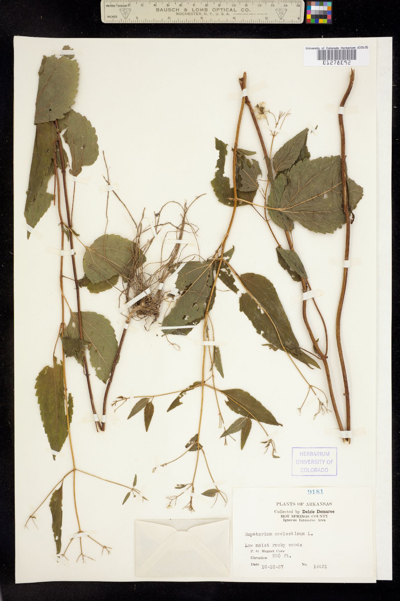 Eupatorium coelestinum image